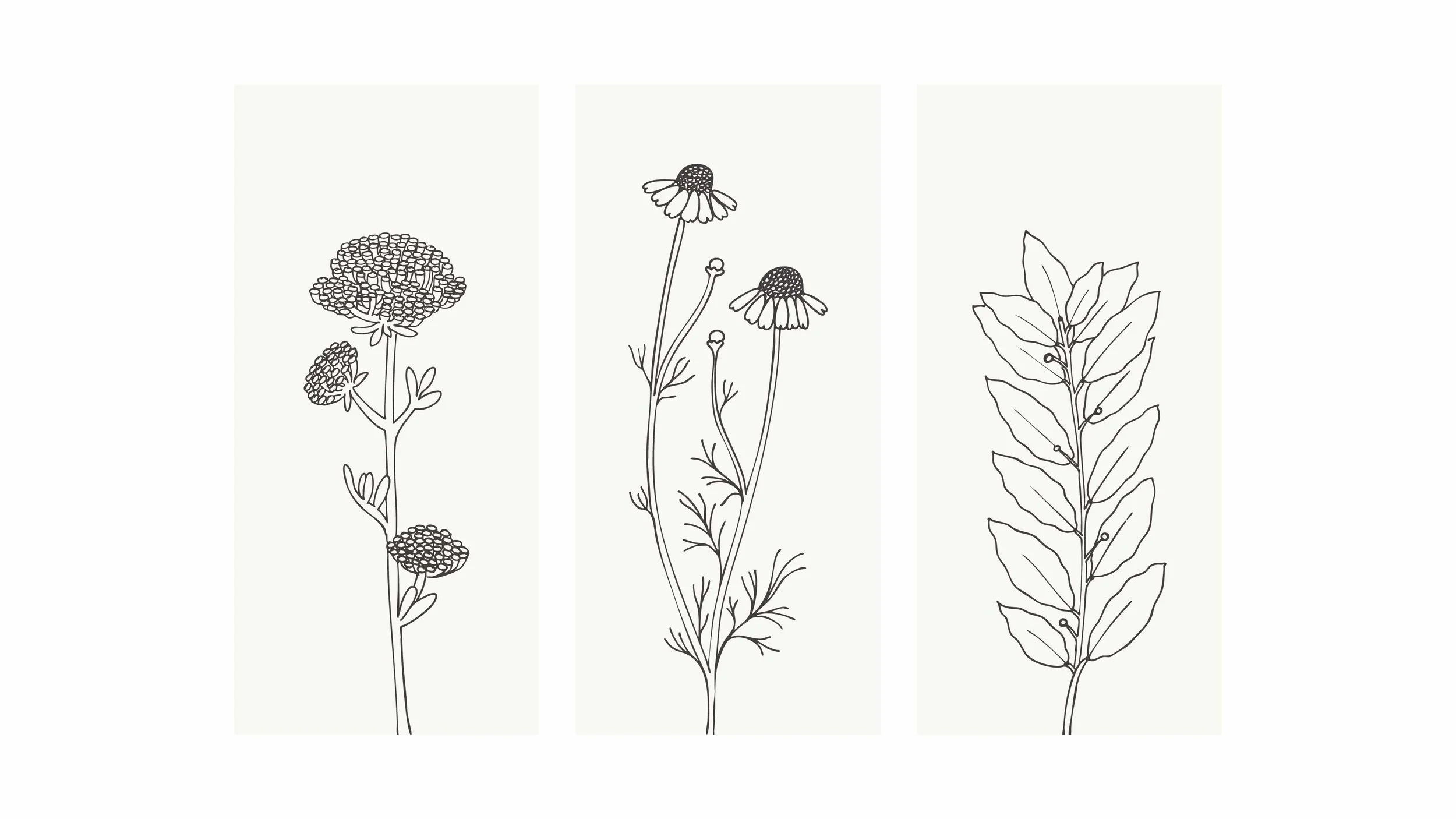 MAC_packaging design_illustrations_2.jpg