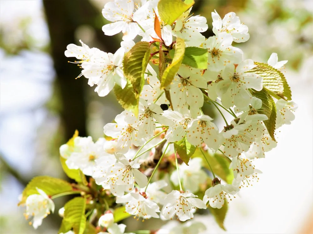 Cherry Blossom: a potent essence for Joyfully crossing Thresholds