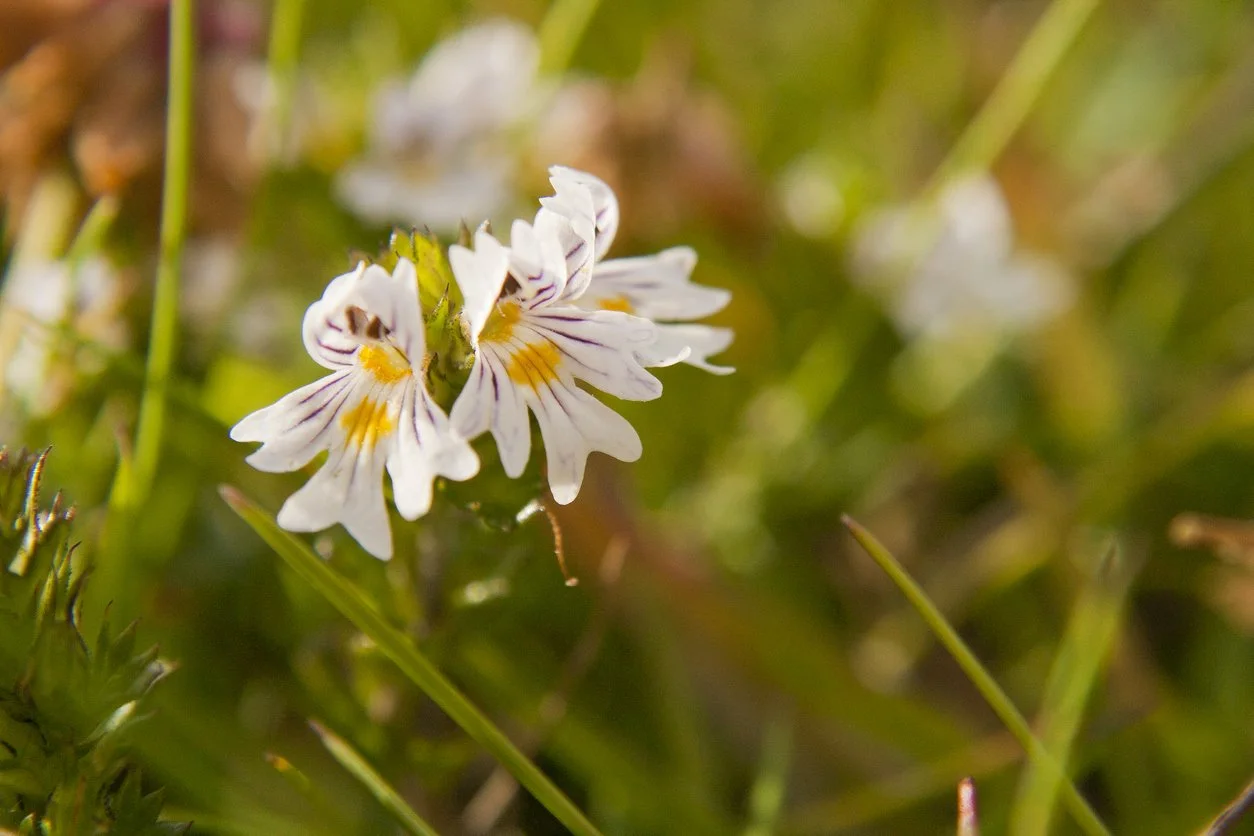 Eyebright: a potent essence for Clarification for Higher Mind and Clair Senses