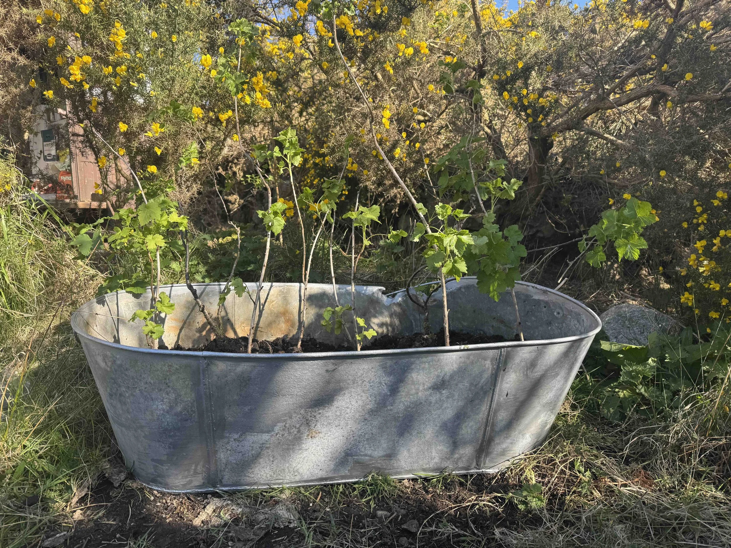 Croft Diary Pages: Planting Trees and Hedges …