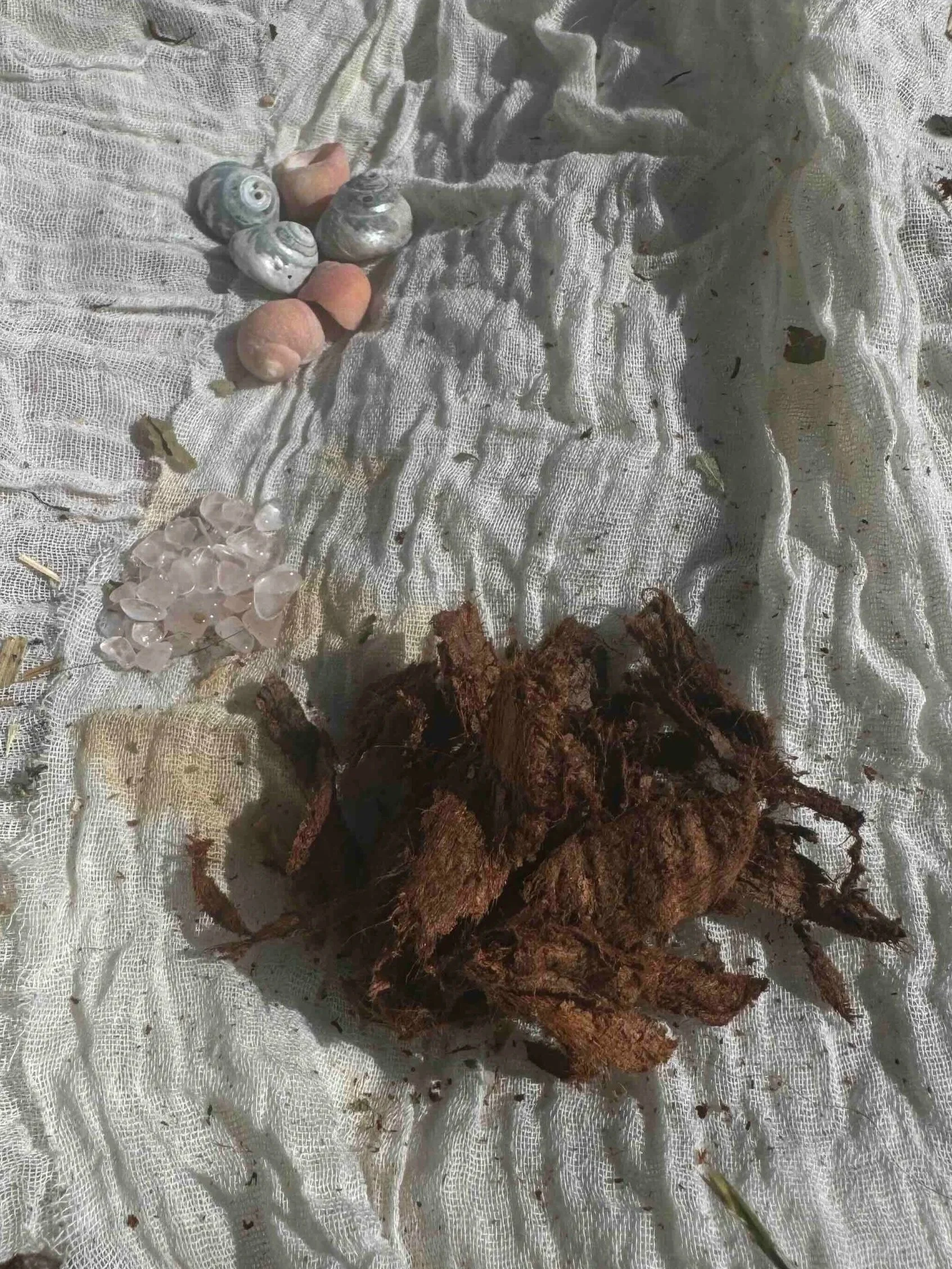 13. Shells and Redwood Bark.