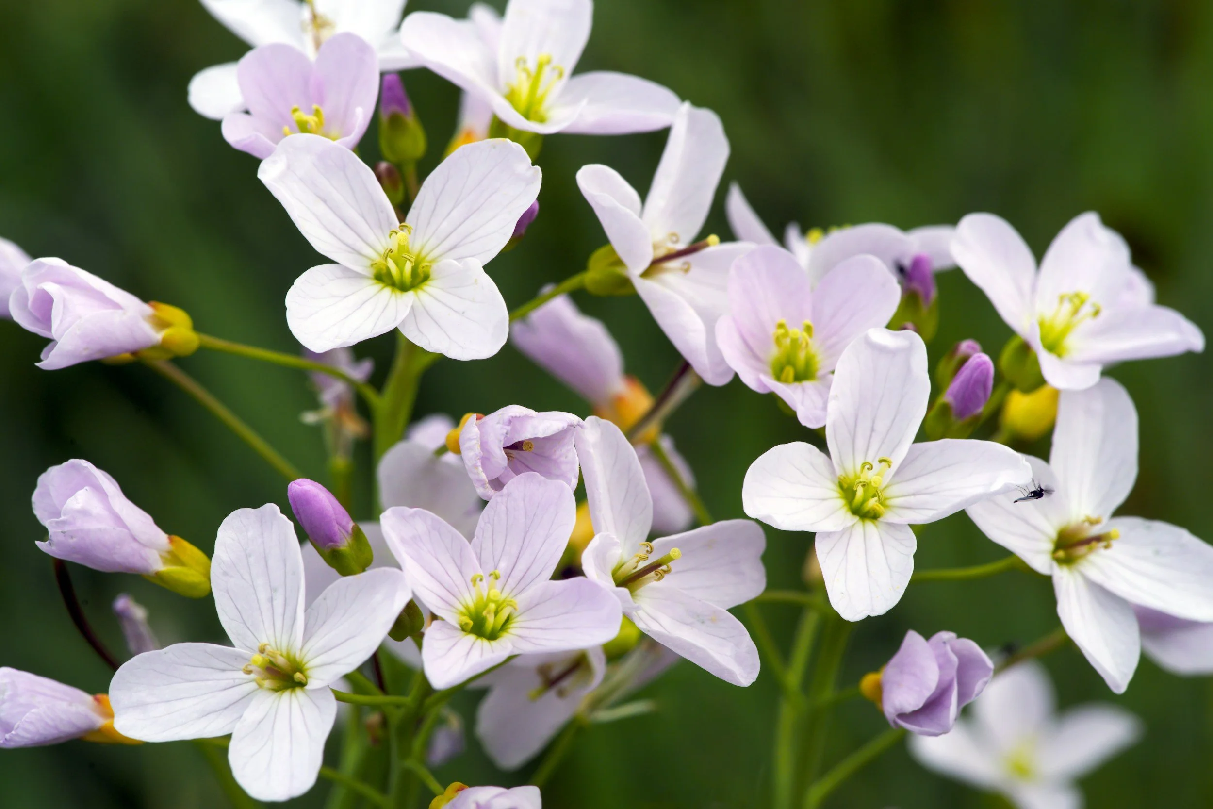 Cuckoo Flowers