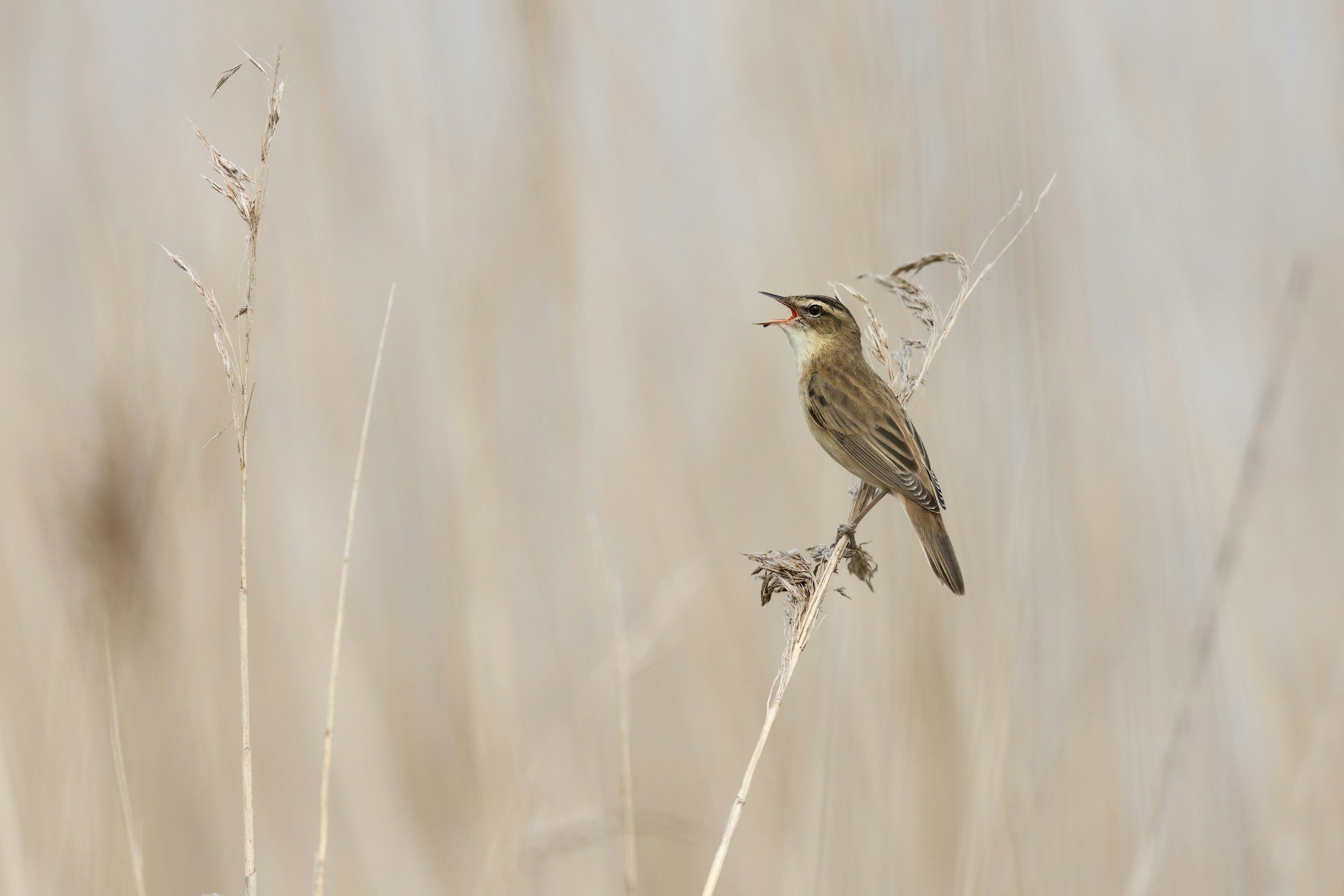 The Medicine of the Sedge Warbler