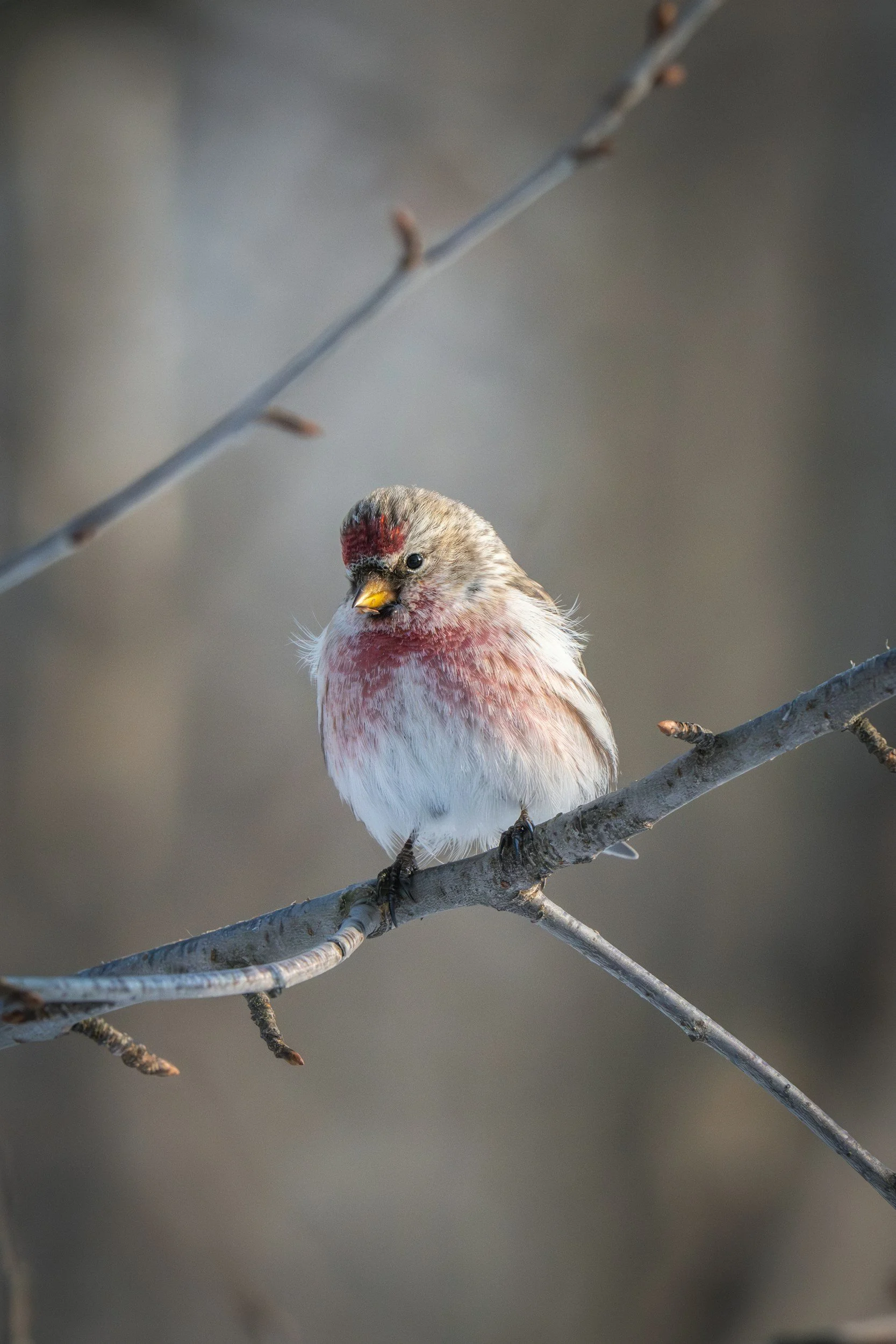 RedPolls: Nomads of the North
