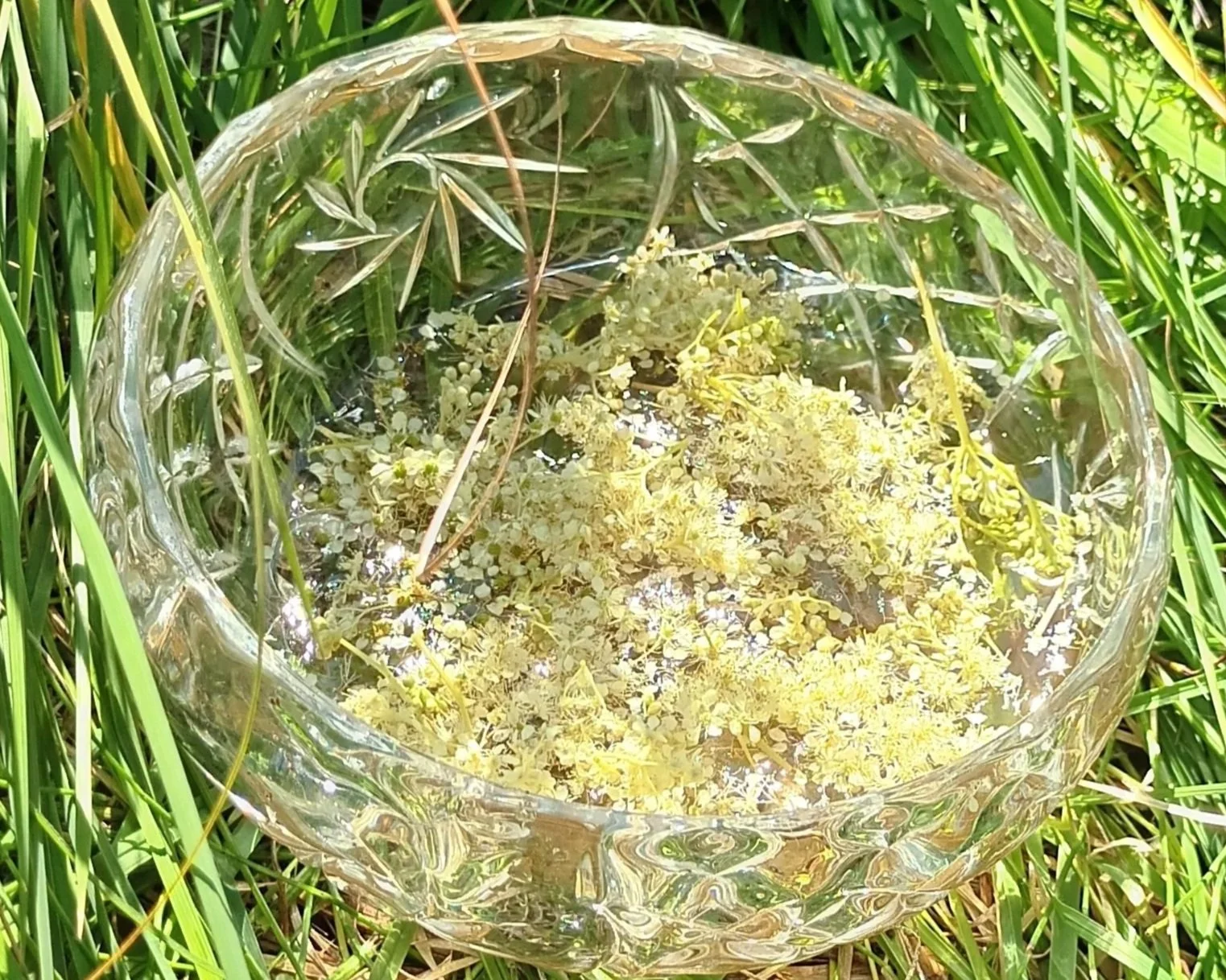 Meadowsweet.jpg