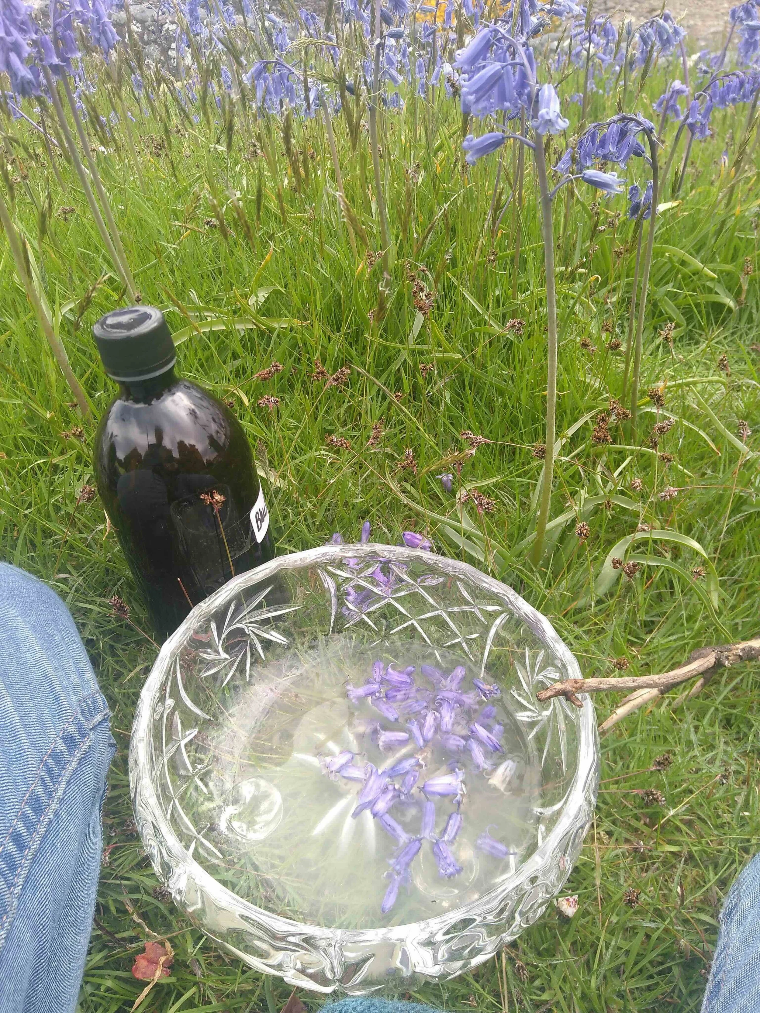 bluebell flower essence jpeg.jpg