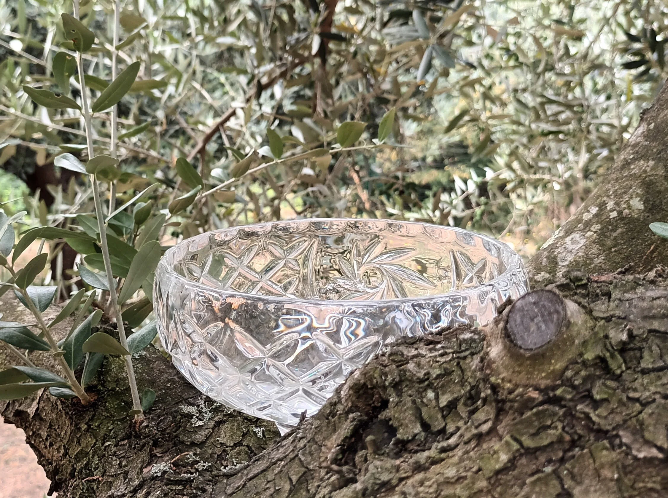 Bowl in Olive tree edit.jpg