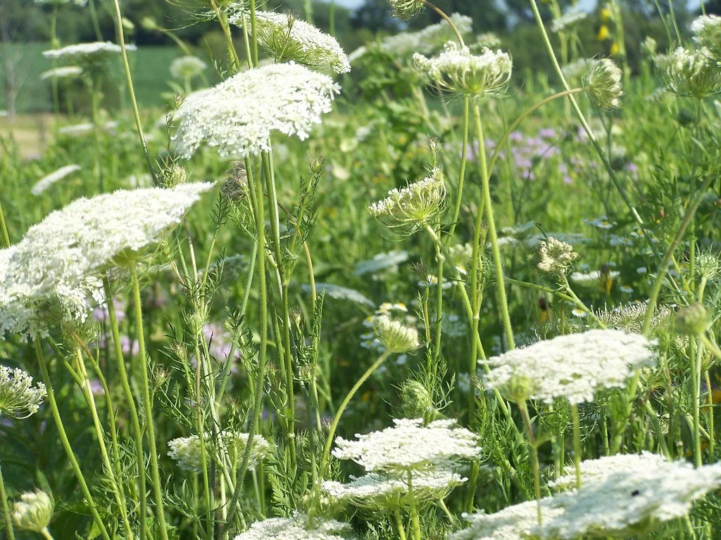 Yarrow meadow.jpg