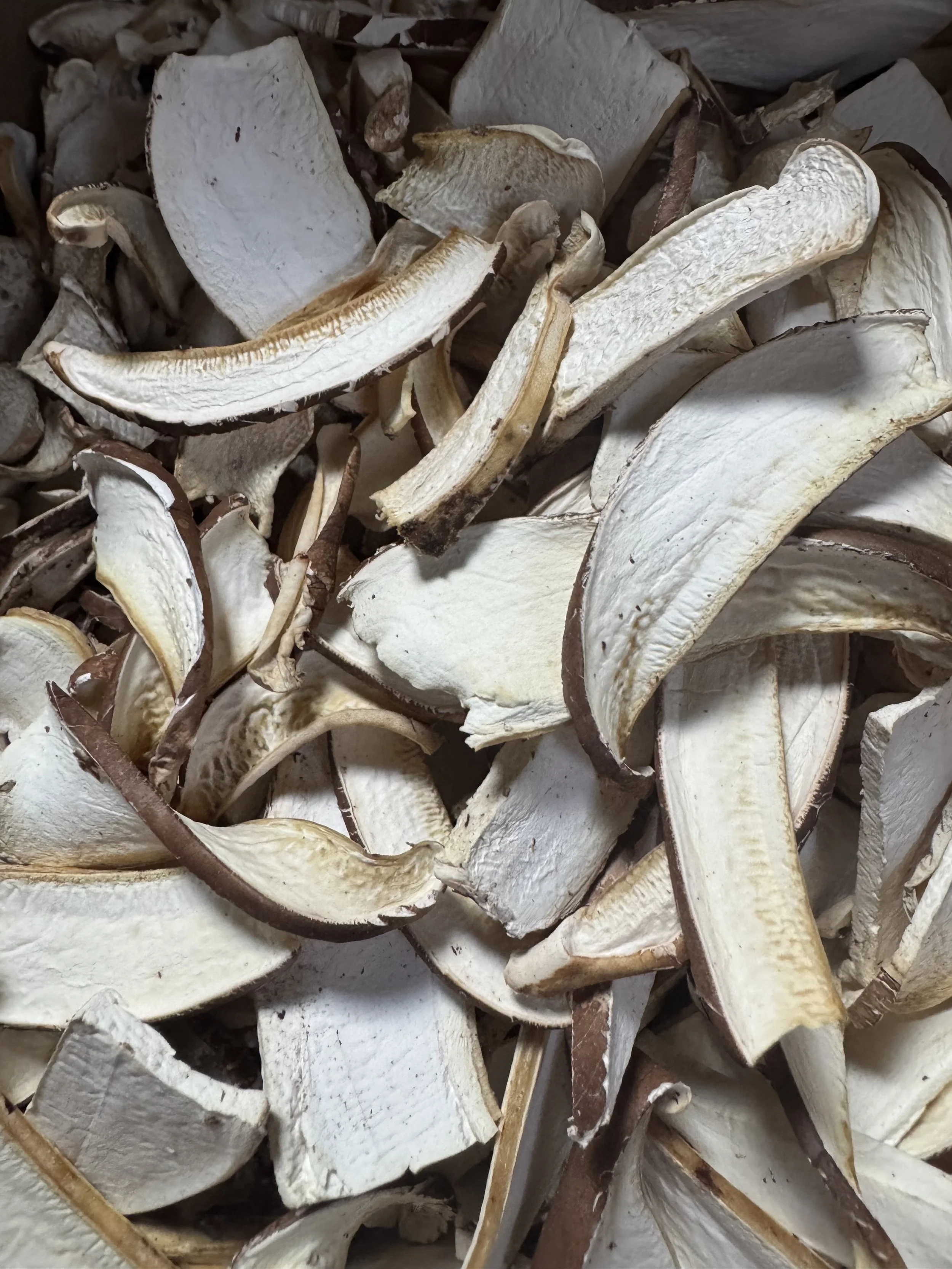 A Share of the Harvest: Dried Birch Polypore