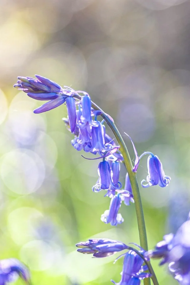 Bluebell: a potent essence for Authenticity and Path Alignment