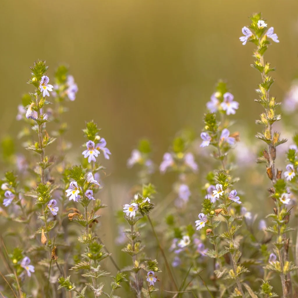 euphrasia-iStock-1026766278.jpg