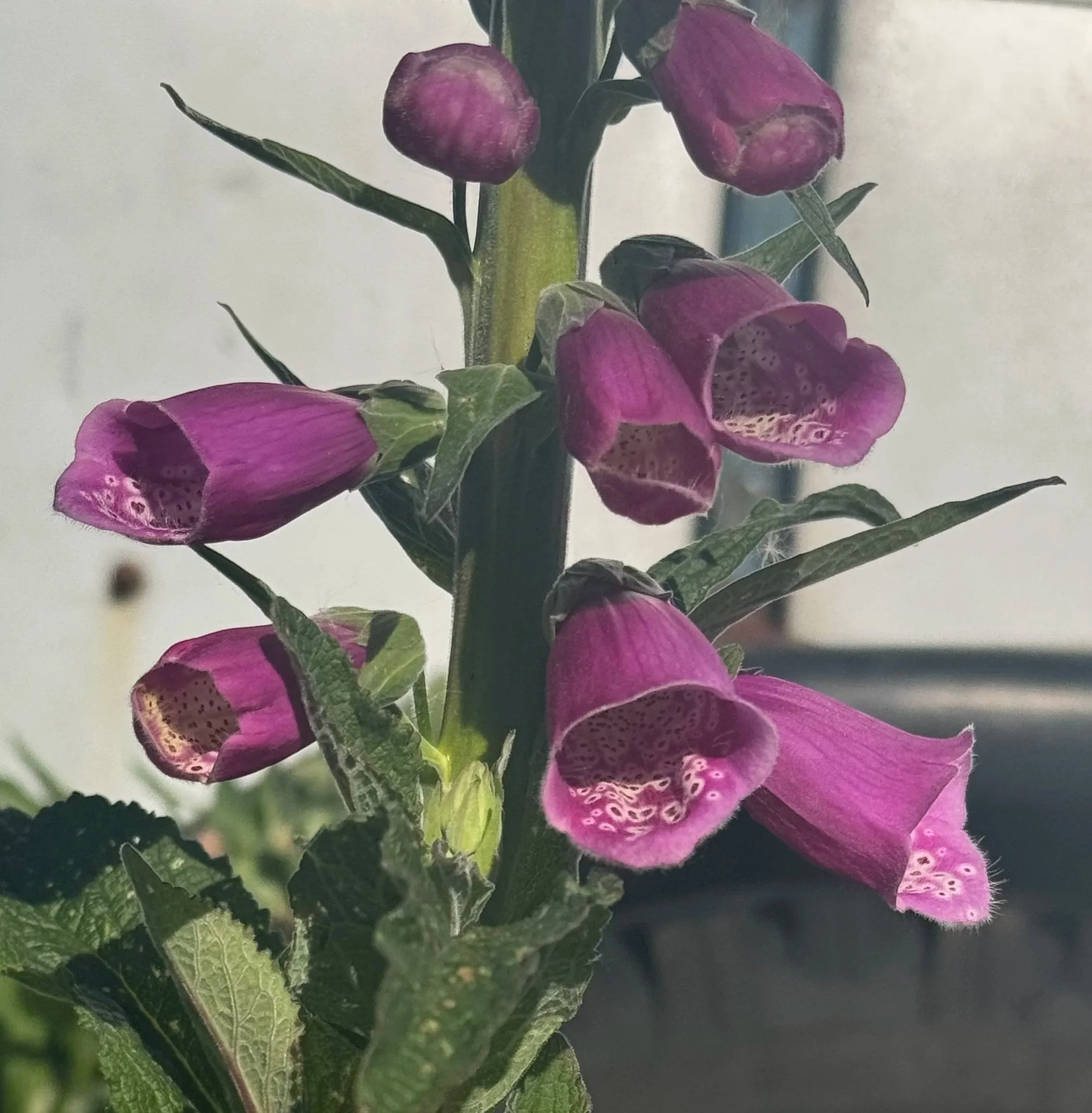Foxglove: a potent essence for All Matters of the Heart