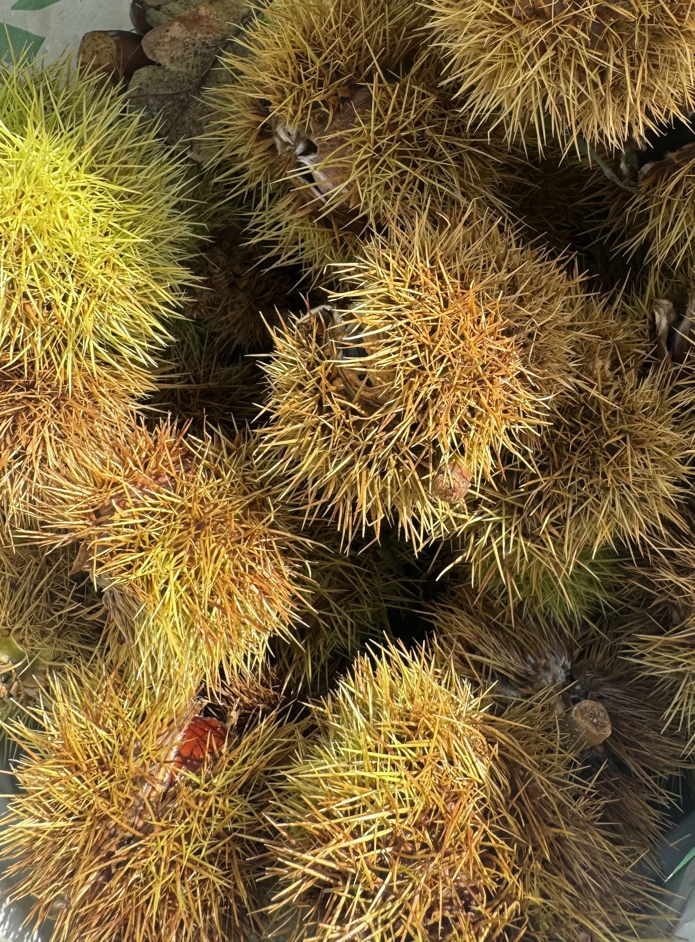 Sweet Chestnut: Benefits of the Wind and Rain