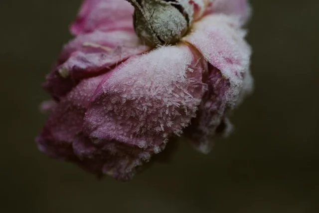 Novembers Rose: a potent essence for Grief and Loss