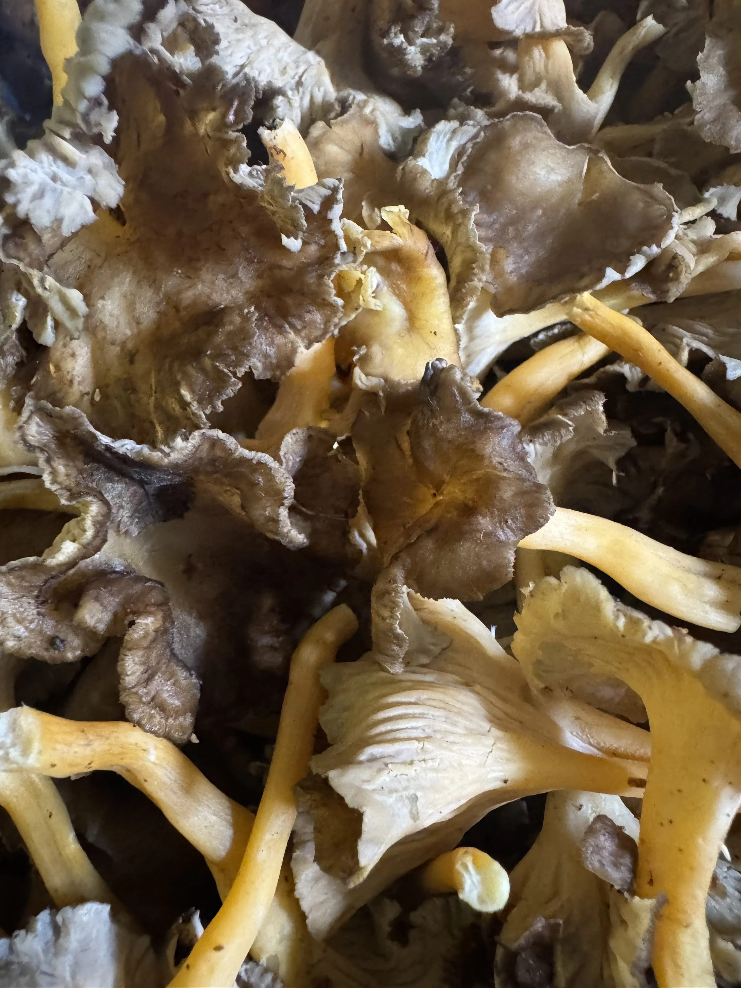 A Share of the Harvest