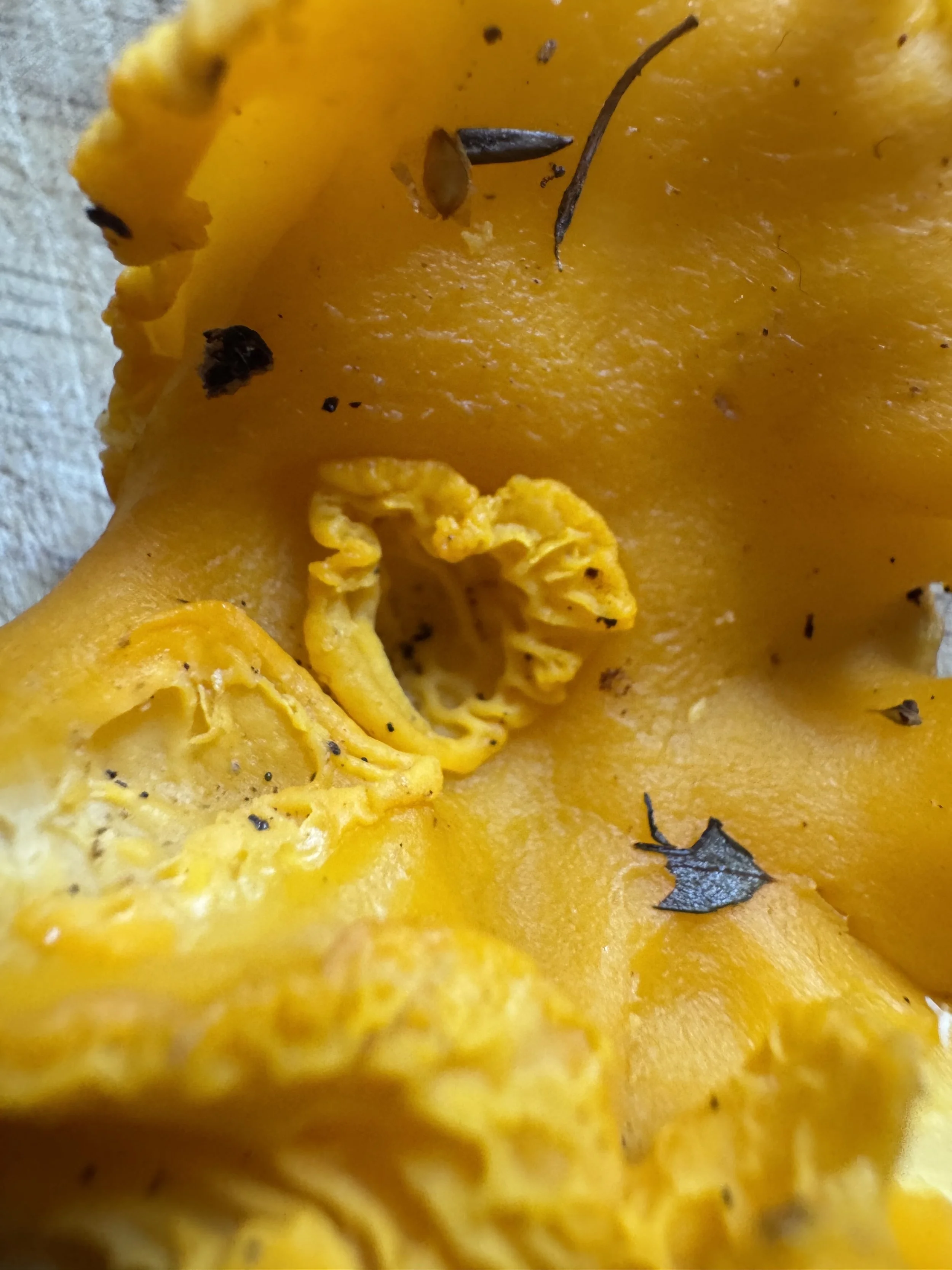 chanterelle heart jpeg.jpg