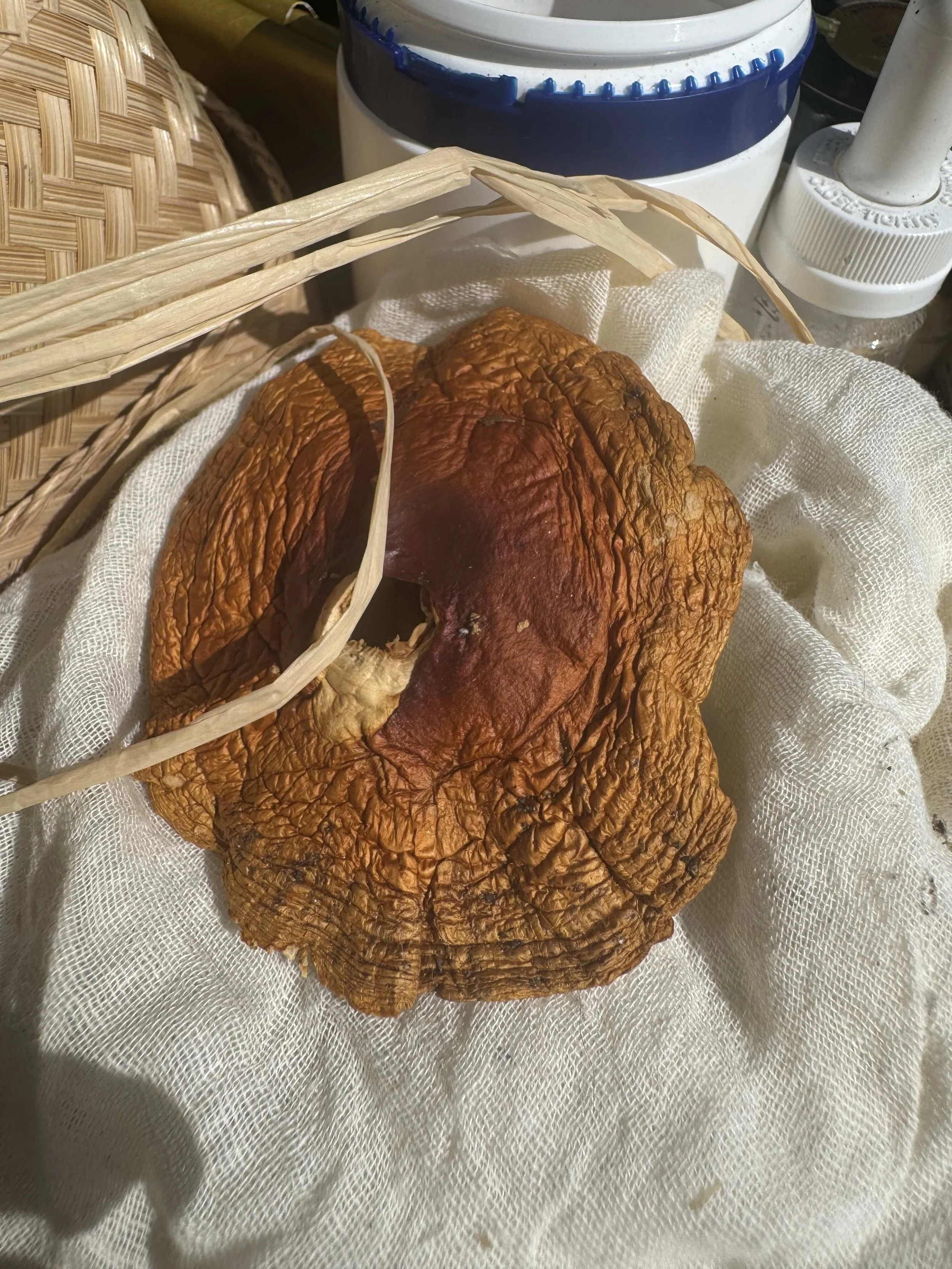 15. Amanita Muscaria has been an important teacher and so is included.