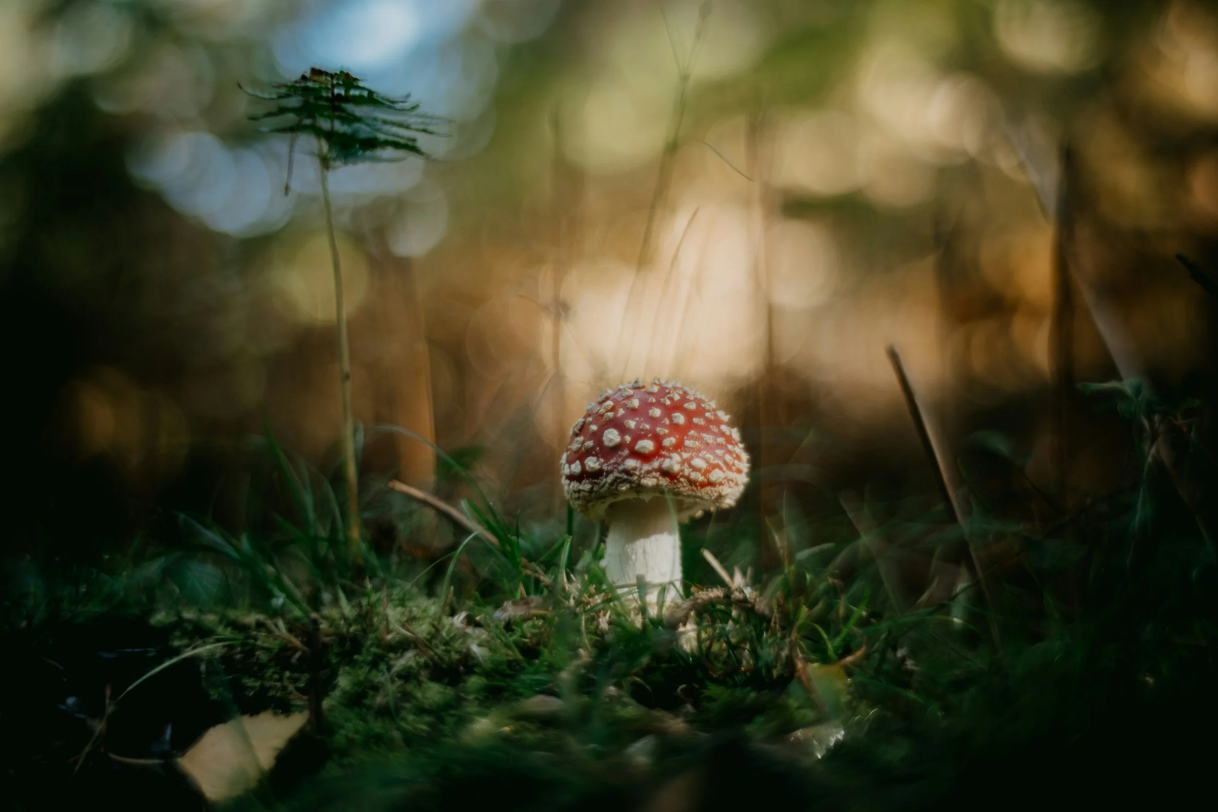 Fly Agaric ~ Amanita: a potent essence for Integration, Reconnection and Restoration