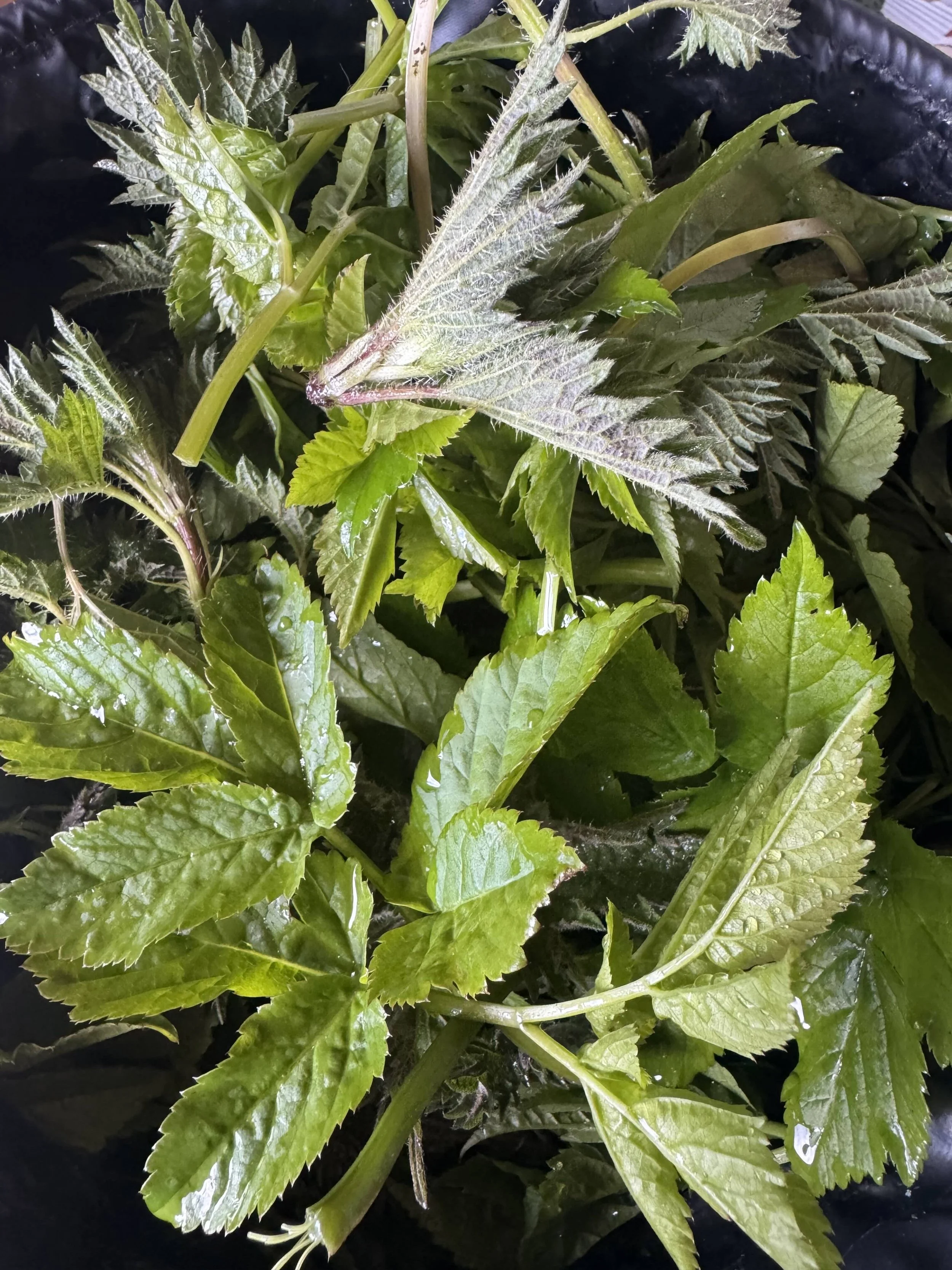 Spring Greens