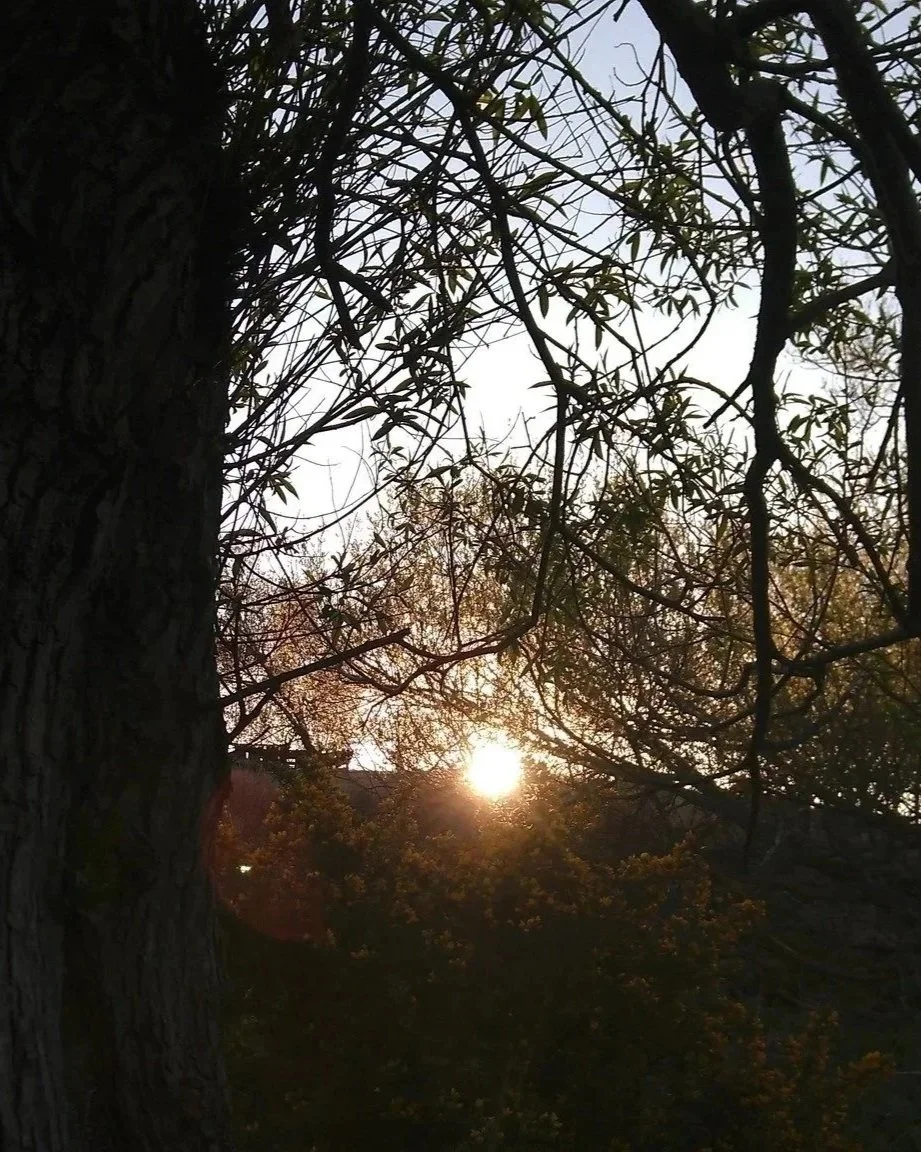 Grandmother+Willow+Dawn+Scorpio+Full+moon+7+may+2020.jpg