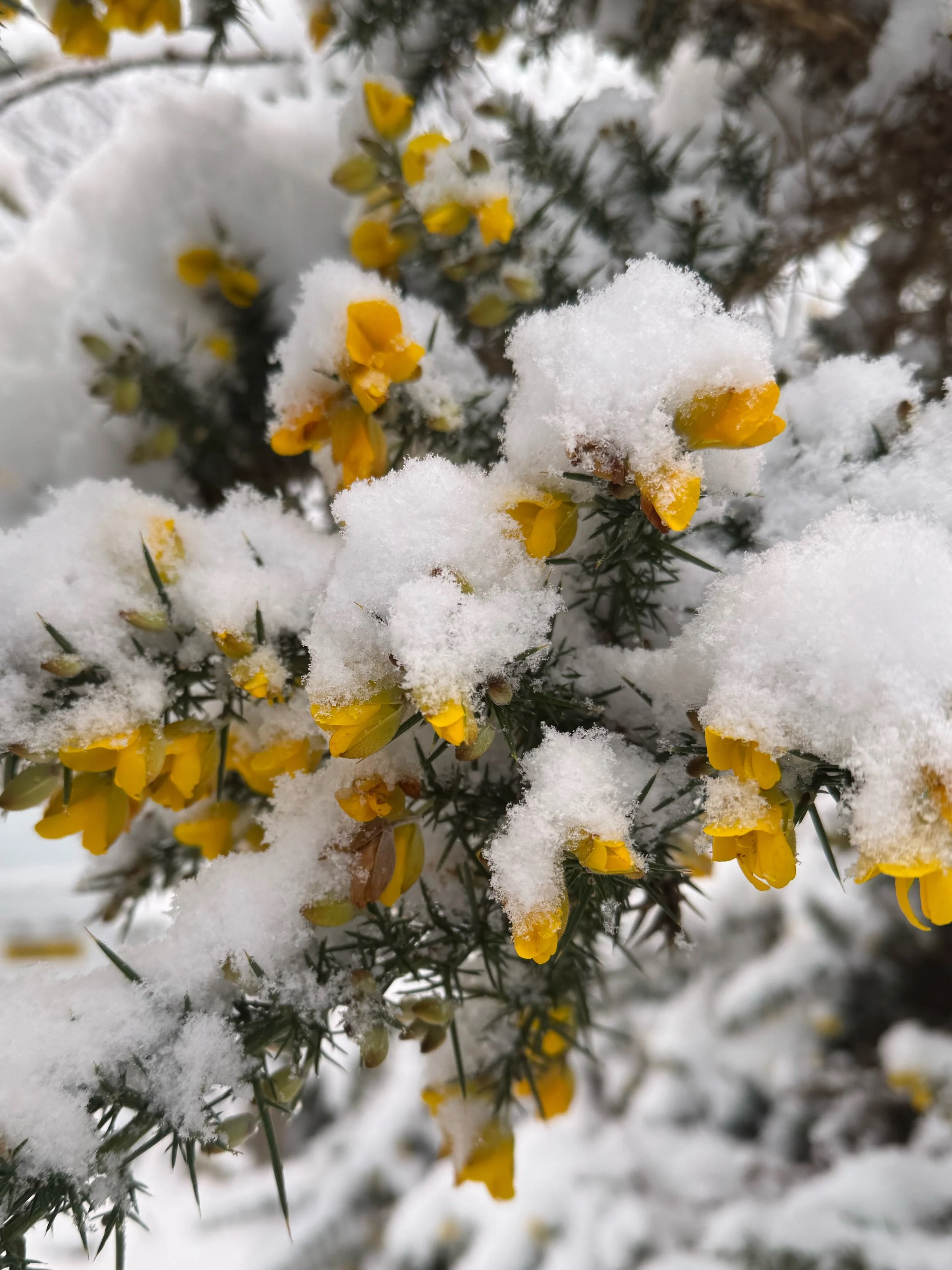 Gorse: a potent essence for Finding Hope