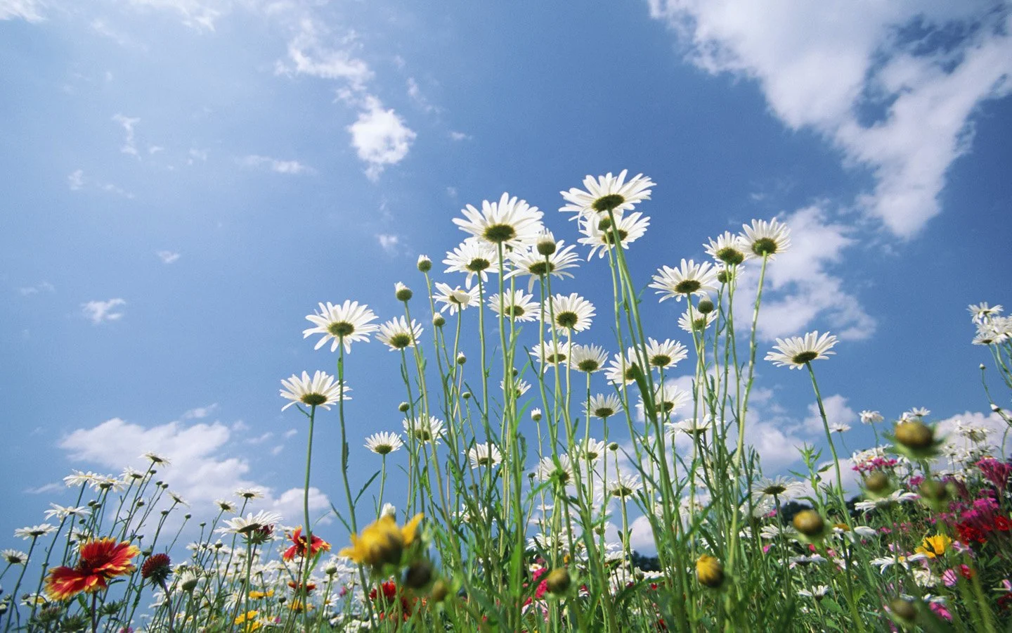 19-daisy-flowers-under-sky-wild-daisy-flower-photos_1440x900_69088.jpg