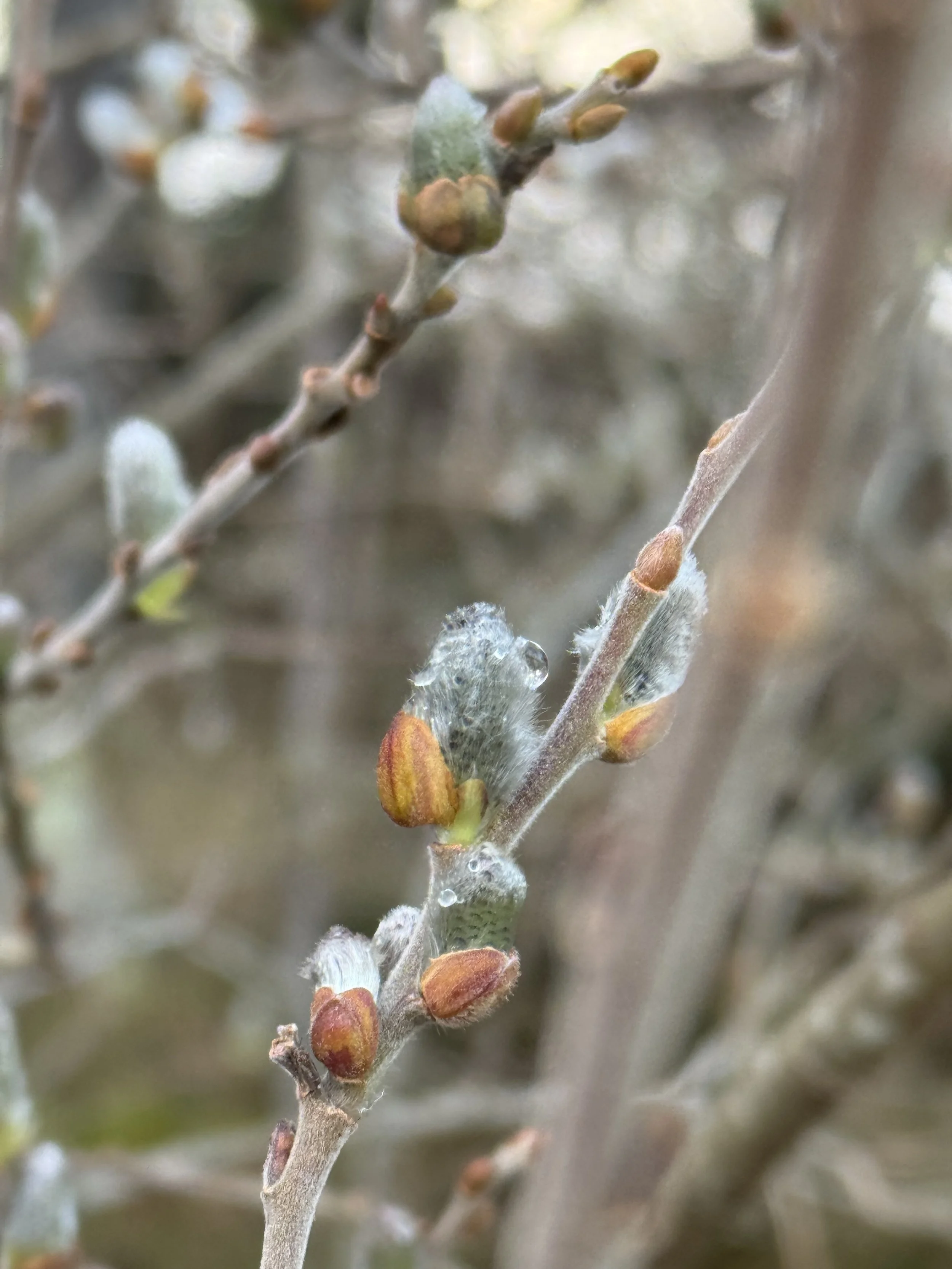 These Early Spring Days, slowly Gathering …