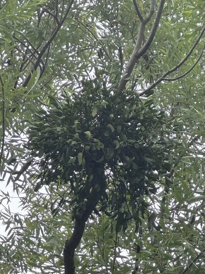 The Endless Weave of Maiden, Mother, Crone