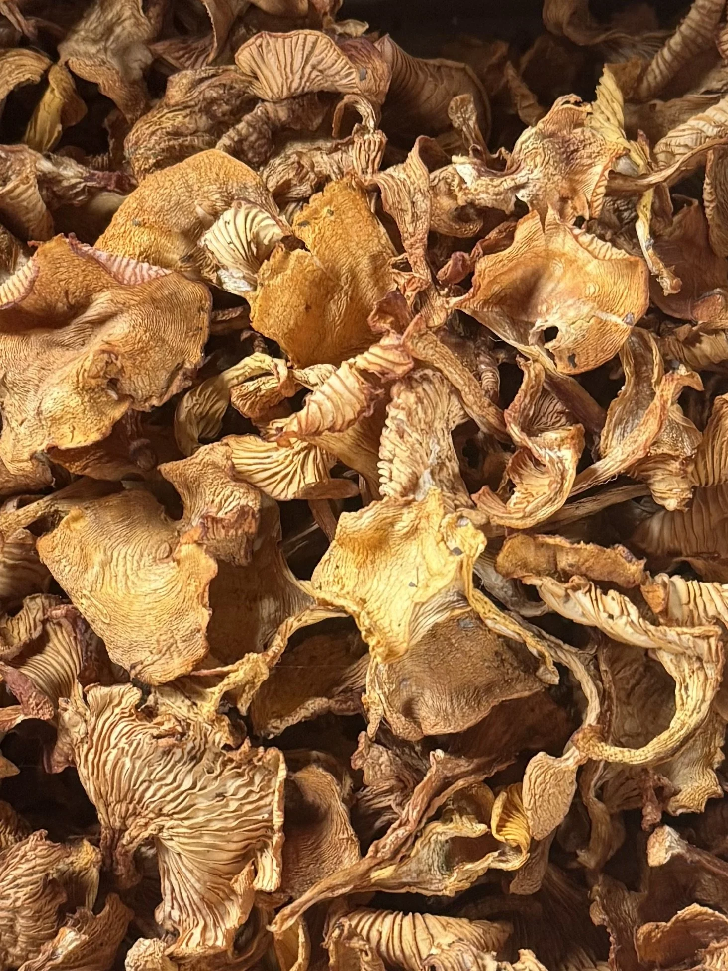 A Share of the Harvest: Dried Chanterelles