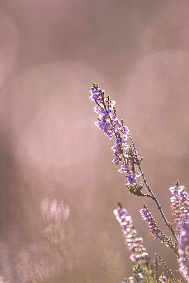Heather: a potent essence for Entering the Fae Realms