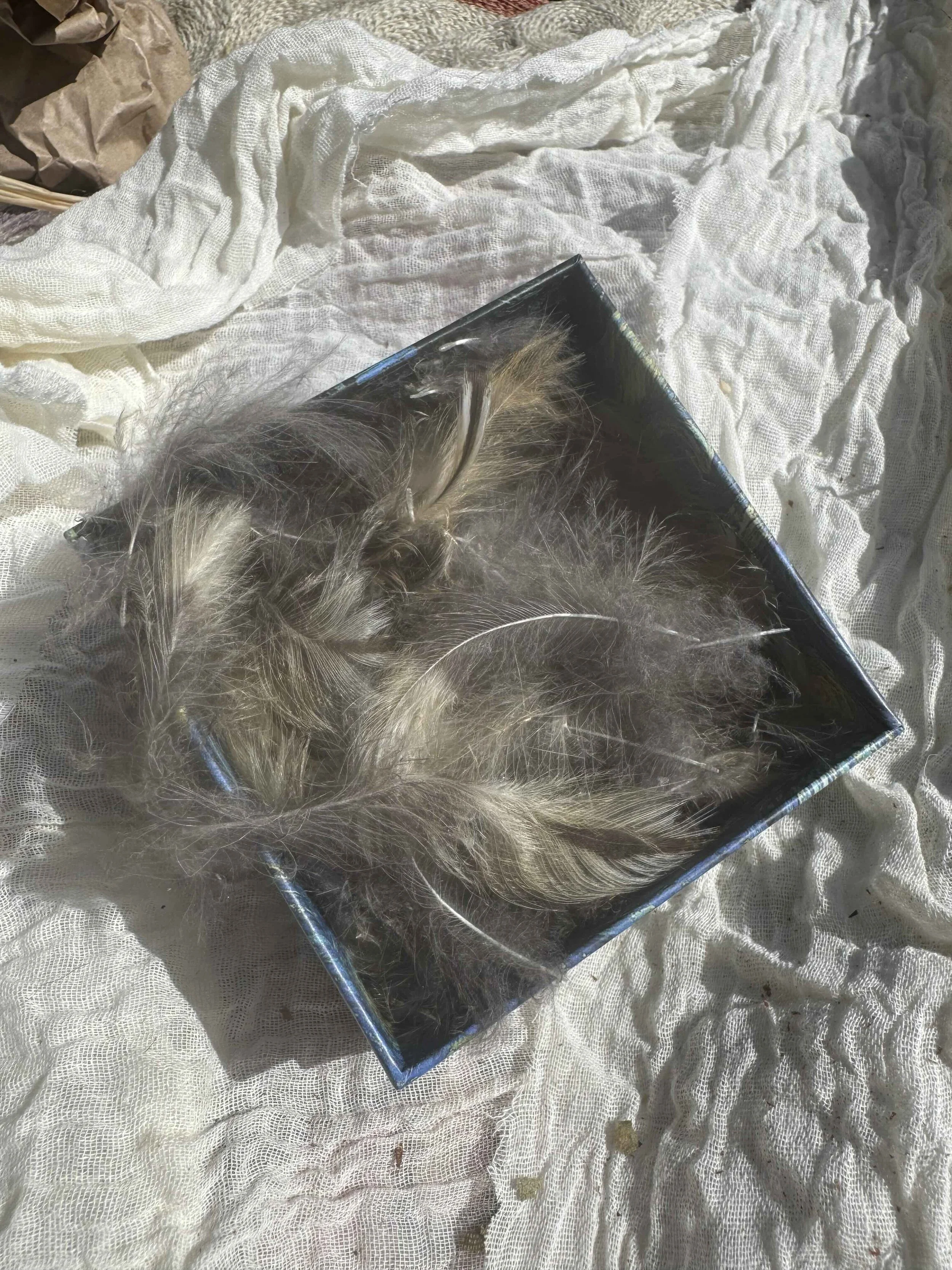 17. Owl Feathers