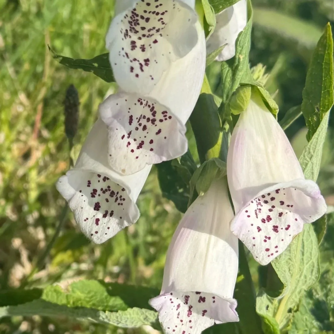 Foxglove: a potent essence for All Matters of the Heart