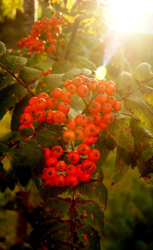 Rowan: a potent essence for Deep Feminine Embodiment