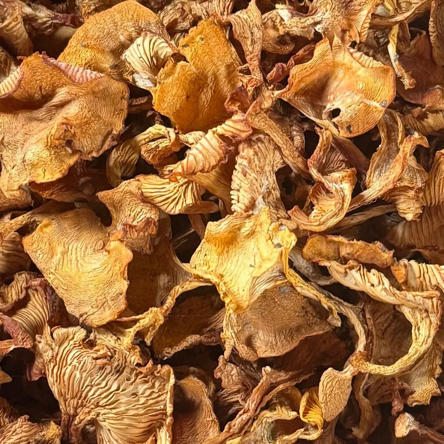 dried+chanterelles+jpeg.jpg