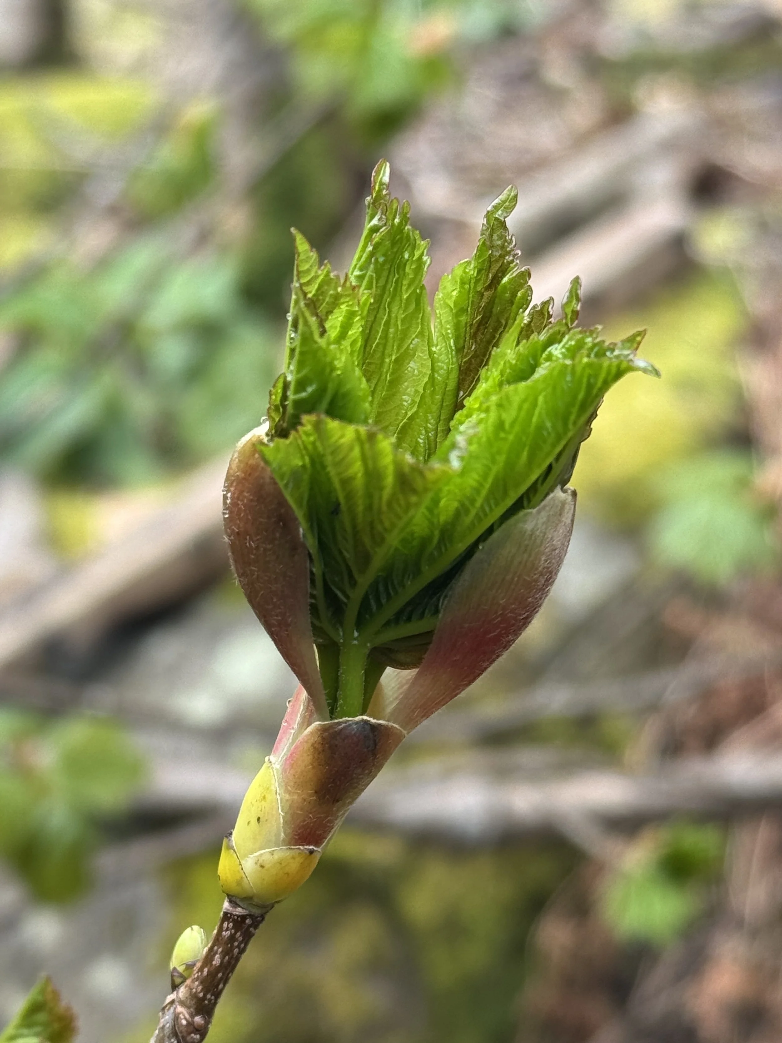 The Thrush and the Sycamore.