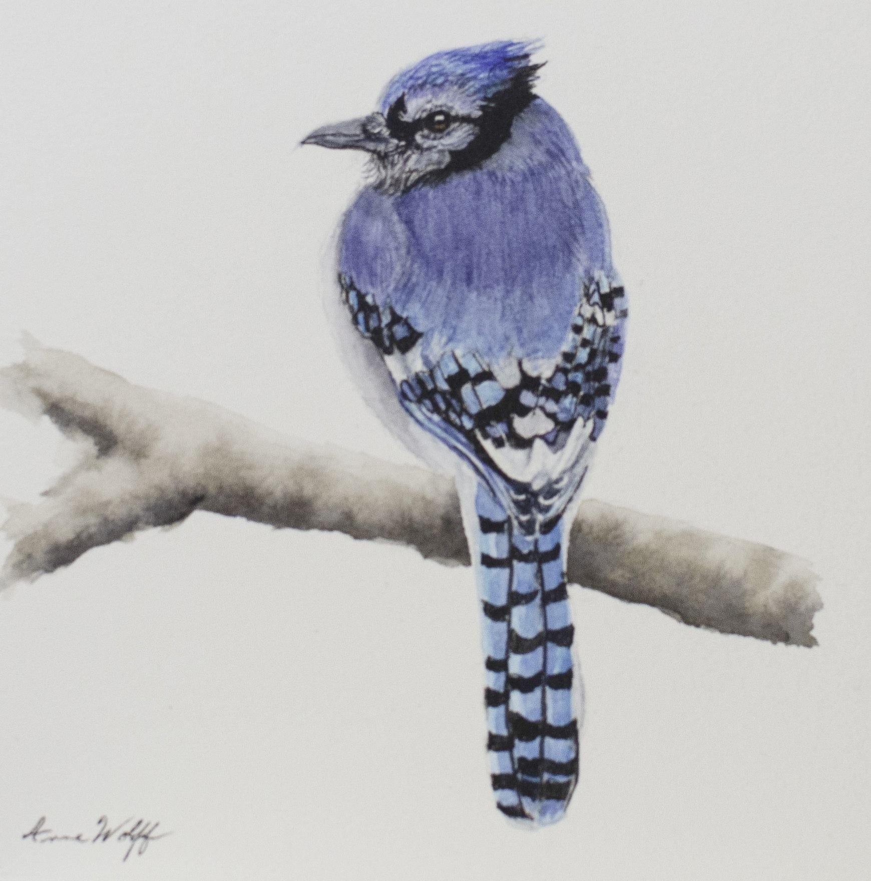 Blue Jay Looking Over Shoulder_6x6.jpeg