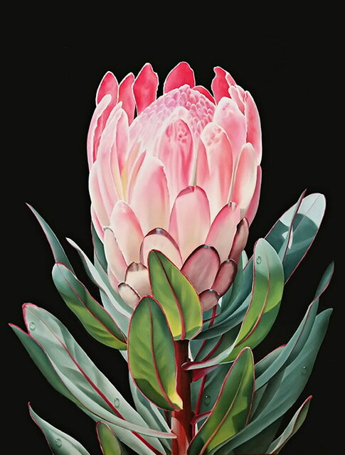 Protea I, Oil, 30 x 40, Ora  Sorensen.jpg