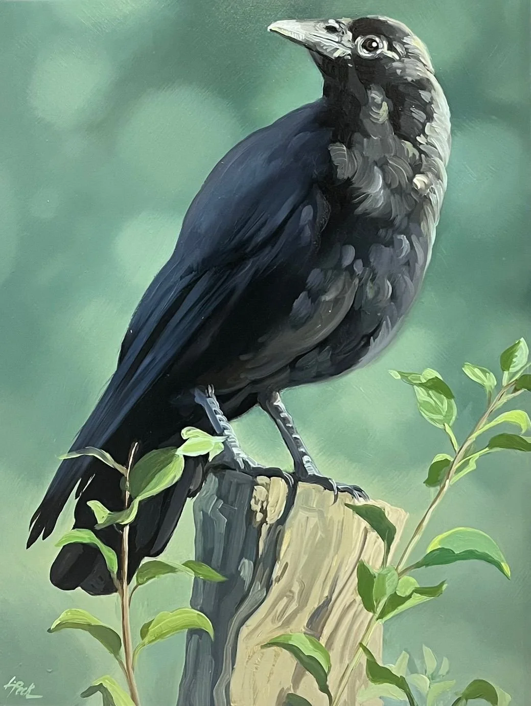 Perched Crow, 16x12