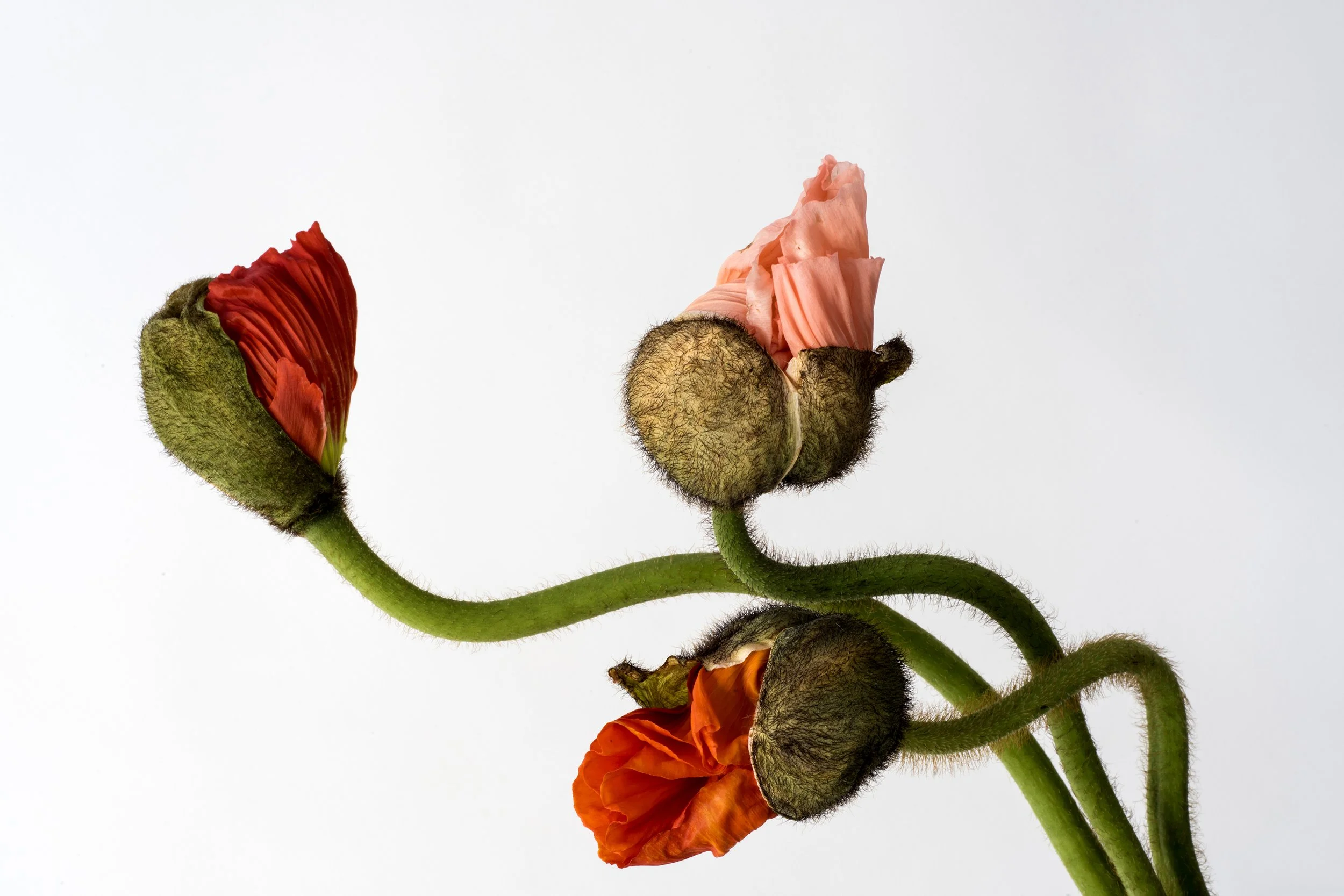 Mumford_Megan_Poppy_8x12.jpg