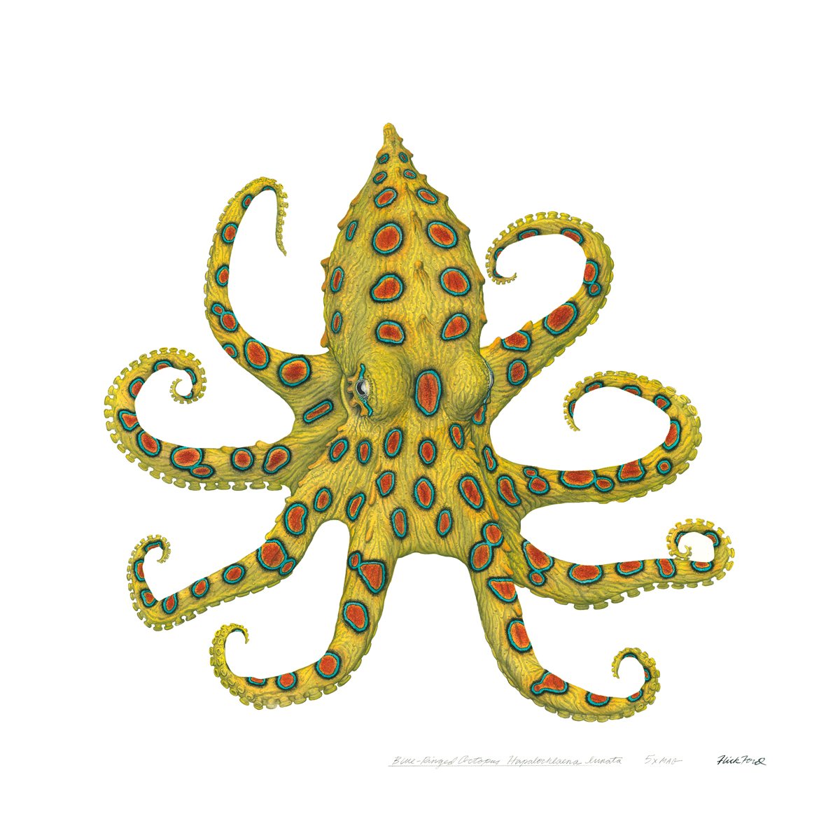Blue Ringed Octopus