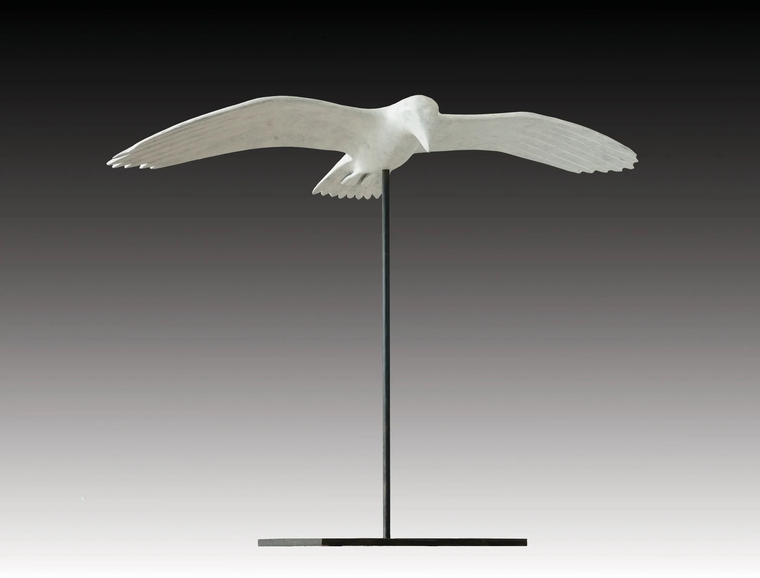 Gull Gliding.jpeg