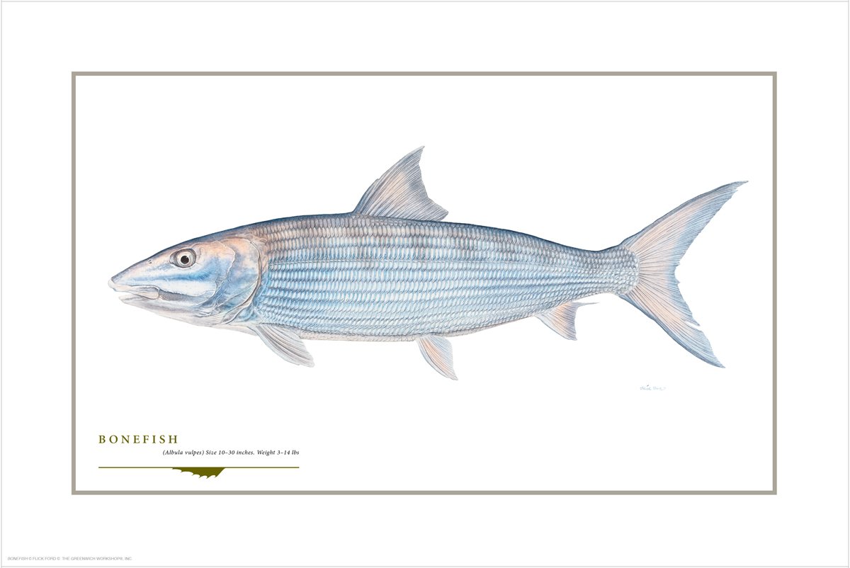 Bonefish