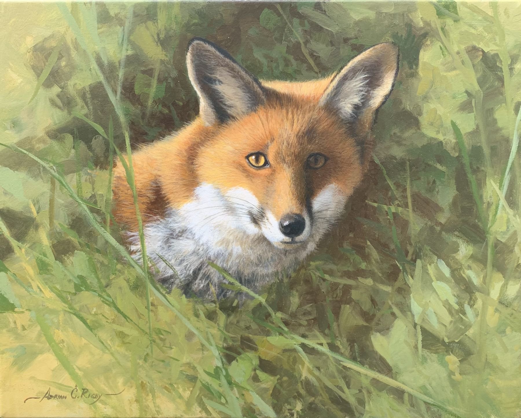 Fox Portrait, 16x20.jpeg