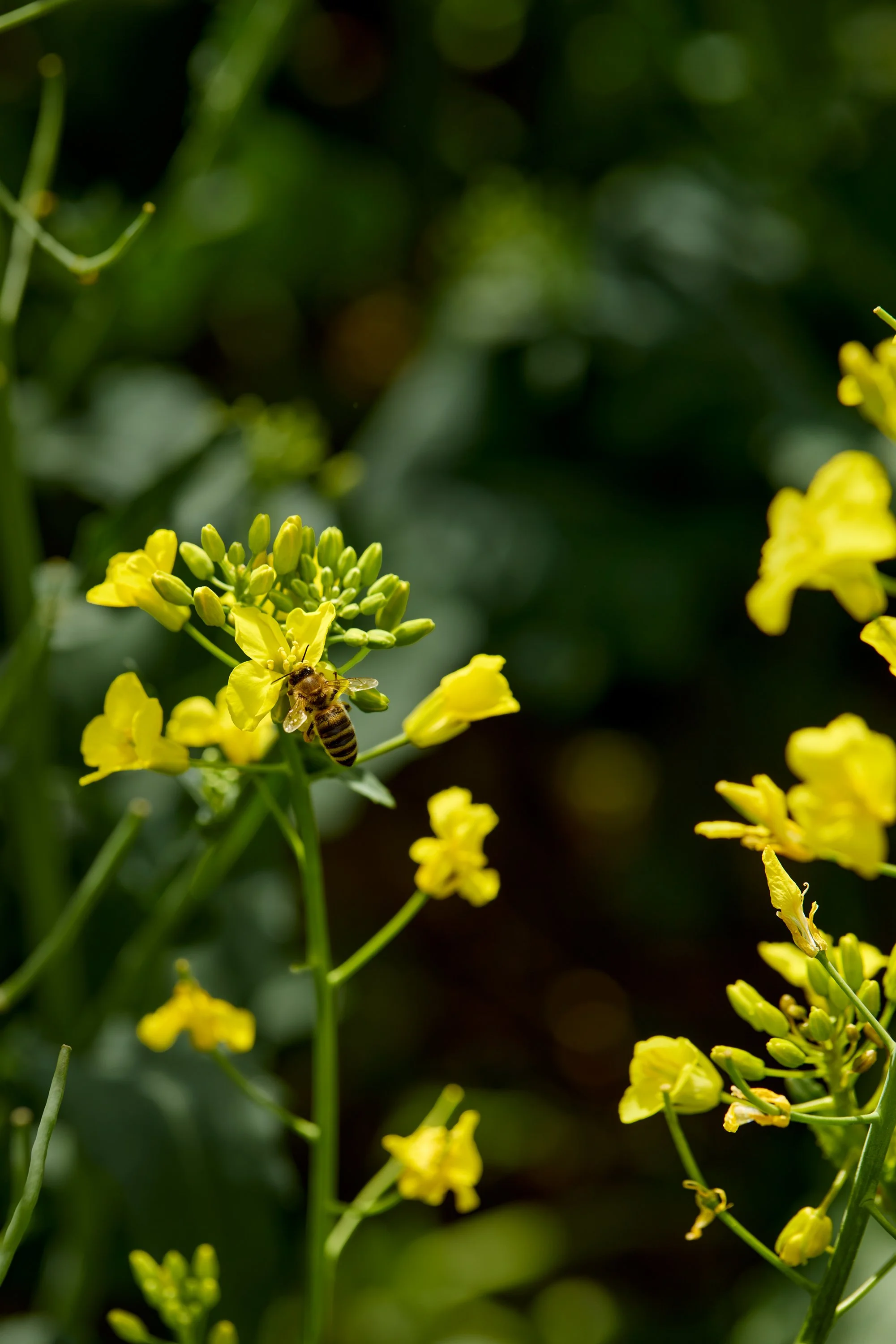 Kortreist norsk rapsolje – kvalitet og sporbarhet&nbsp;