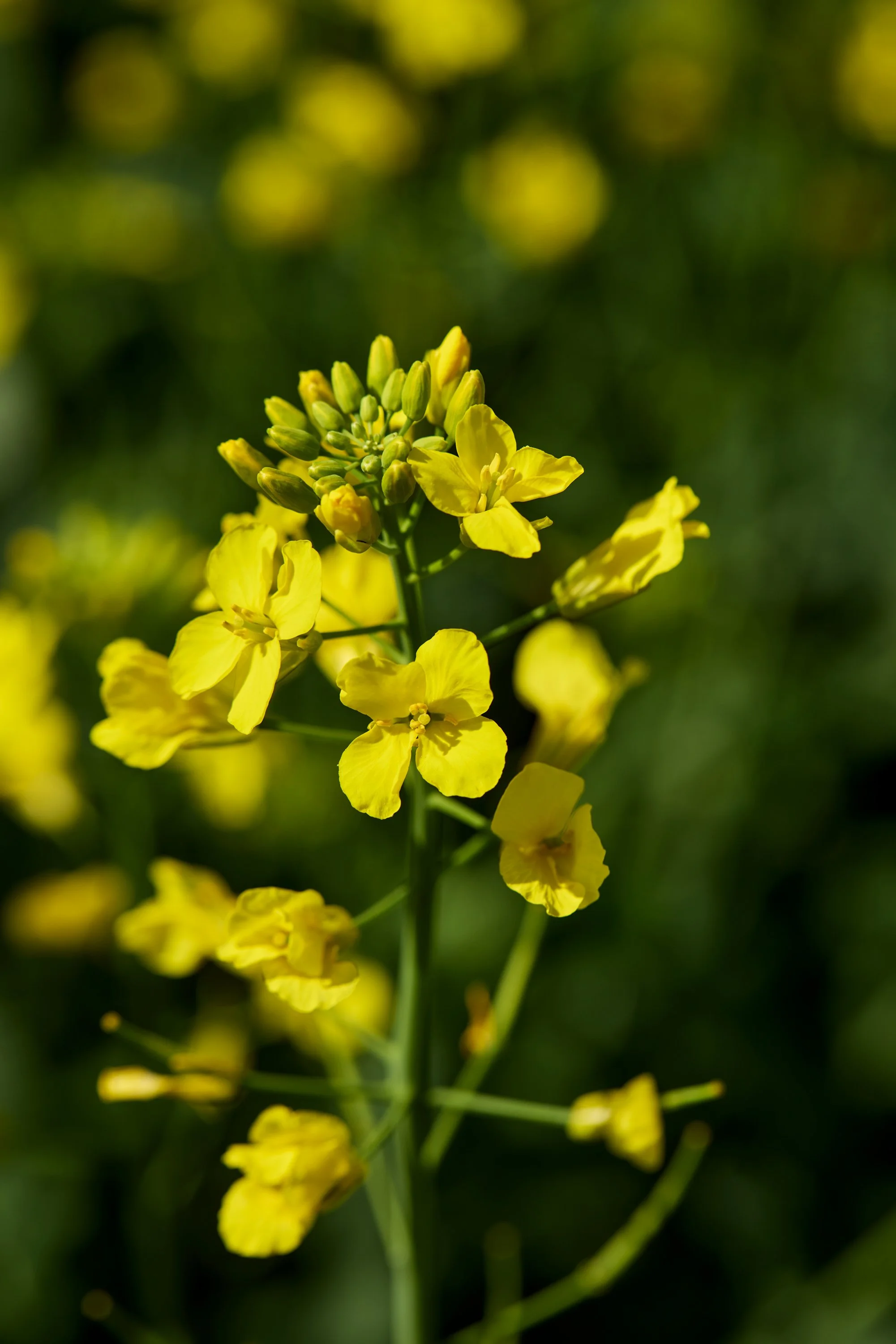 Odelia Kaldpresset rapsolje - foto av rapsblomst