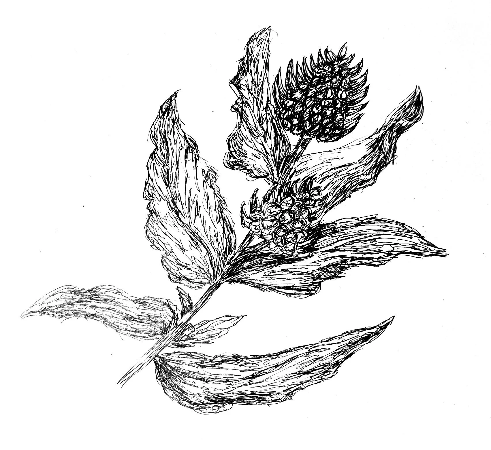 seabeet.jpg