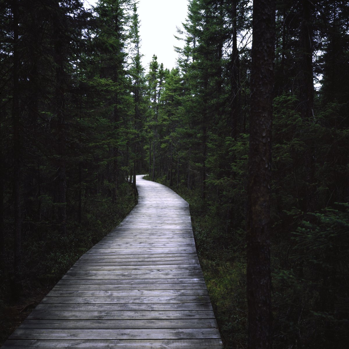 TO Stories and Algonquin: new on my website