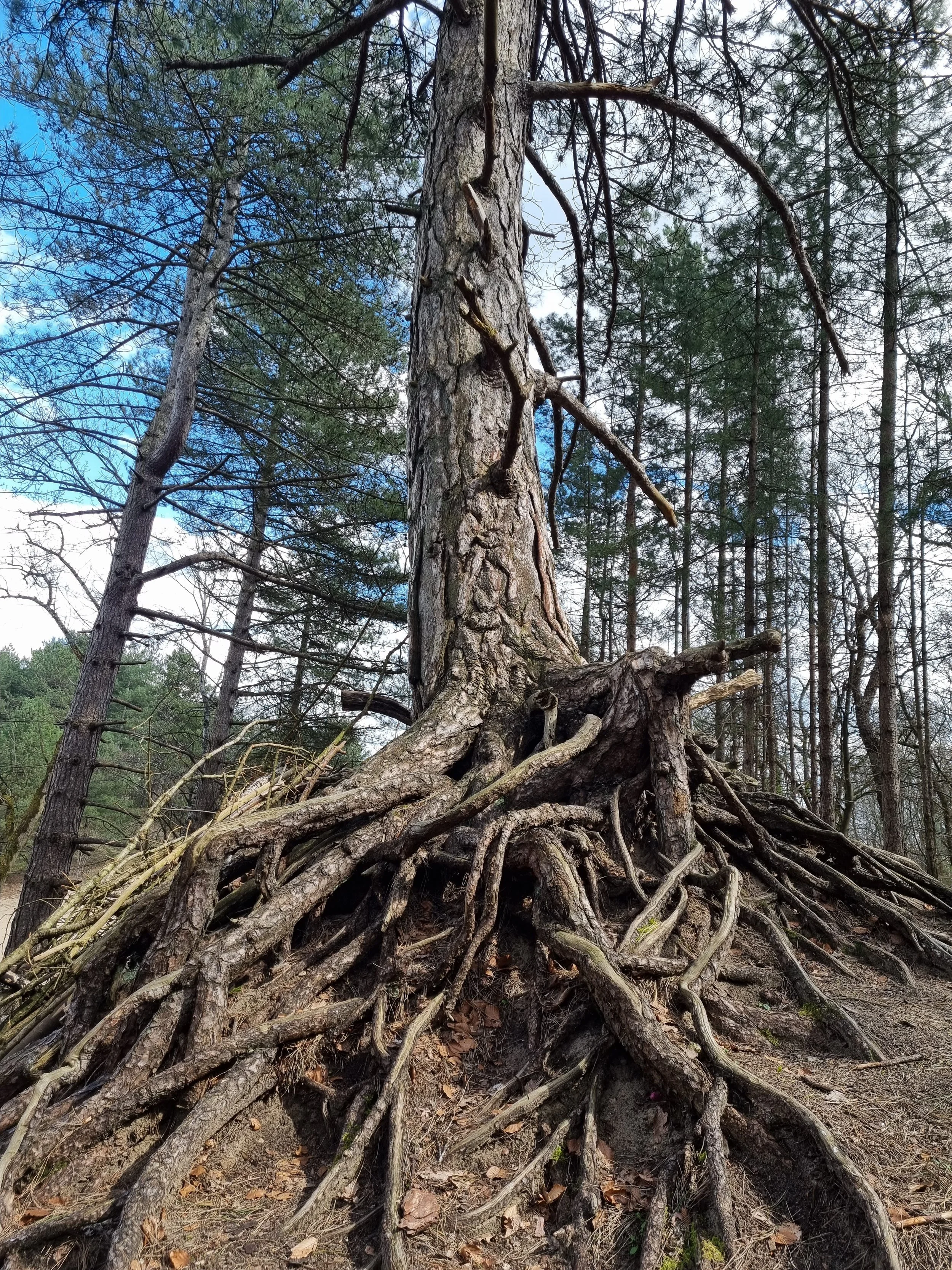 Een boom met wortels die boven de grond uitkomen