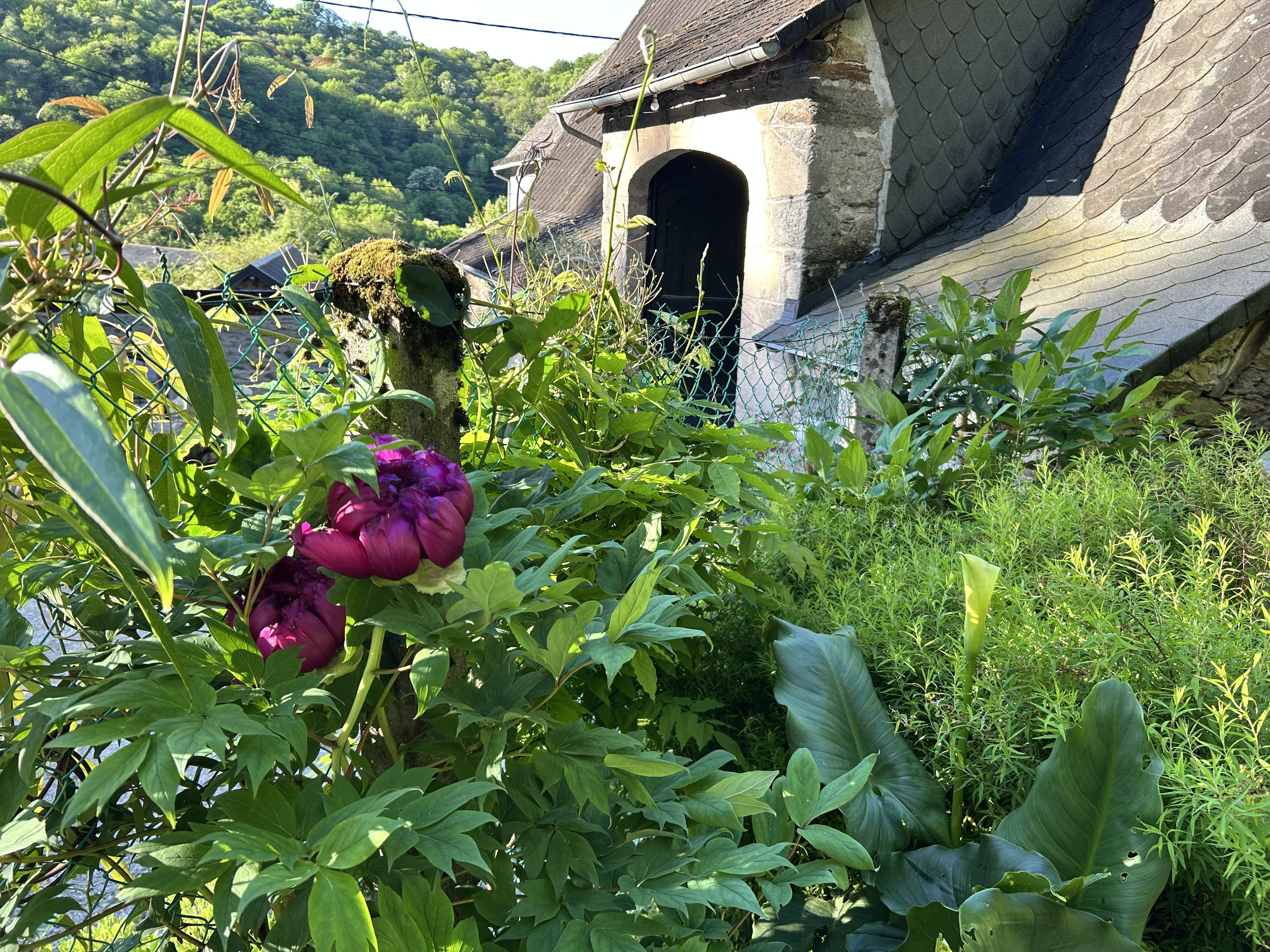 Purple flowers and green plants near a stone building with a slate roof in a lush, hilly landscape.