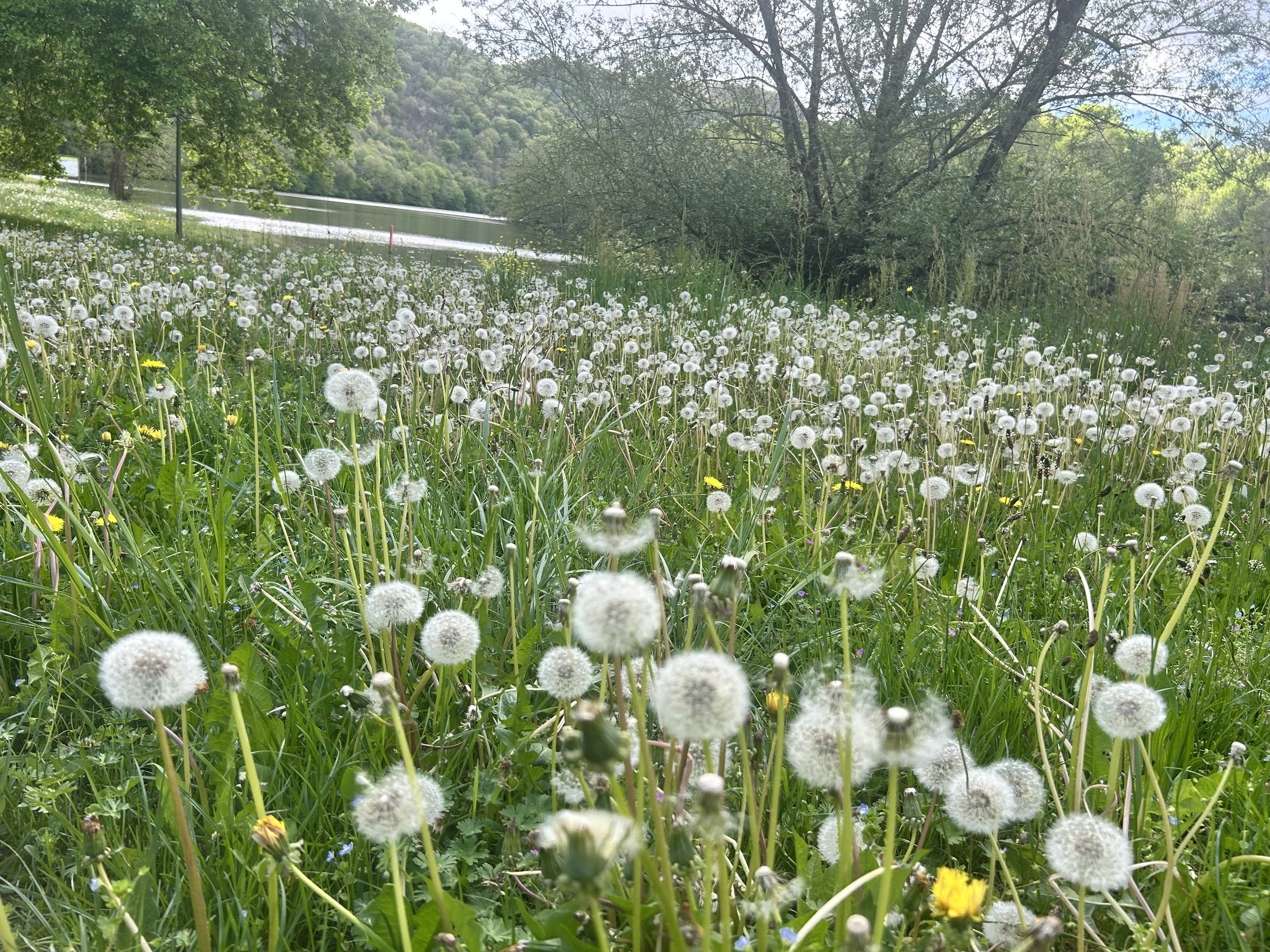 Field of dandelions with seed heads near a lake and trees.